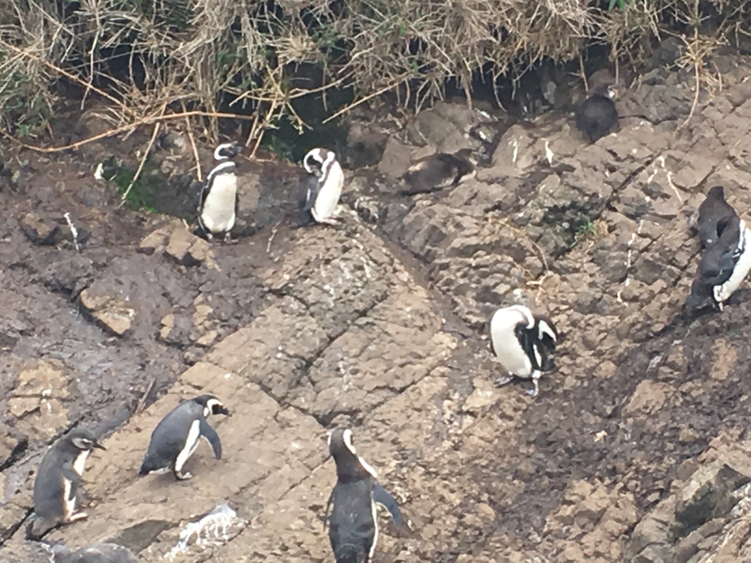 Penguins on little island off coast of big island Chiloe