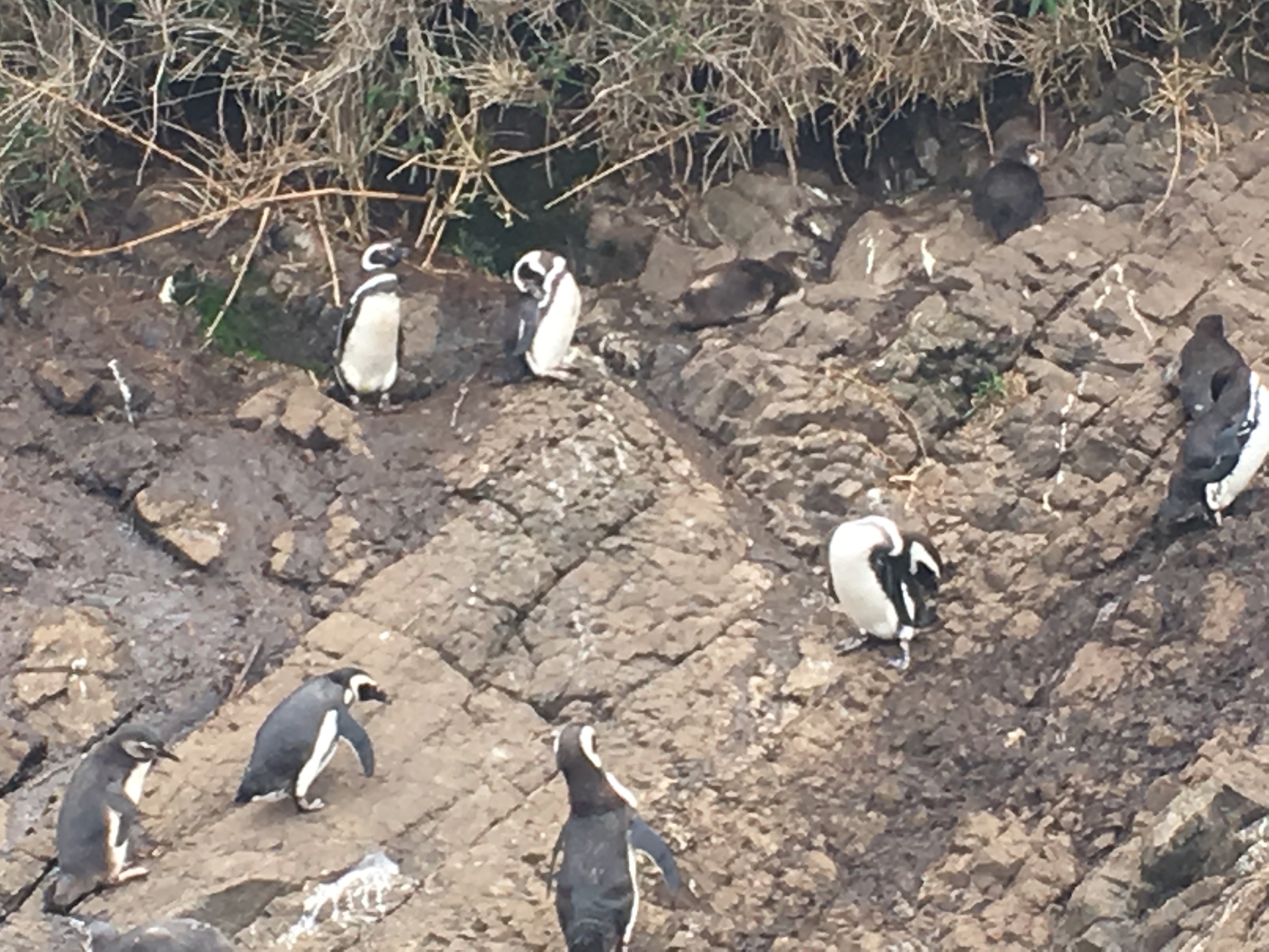 Penguins on little island off coast of big island Chiloe