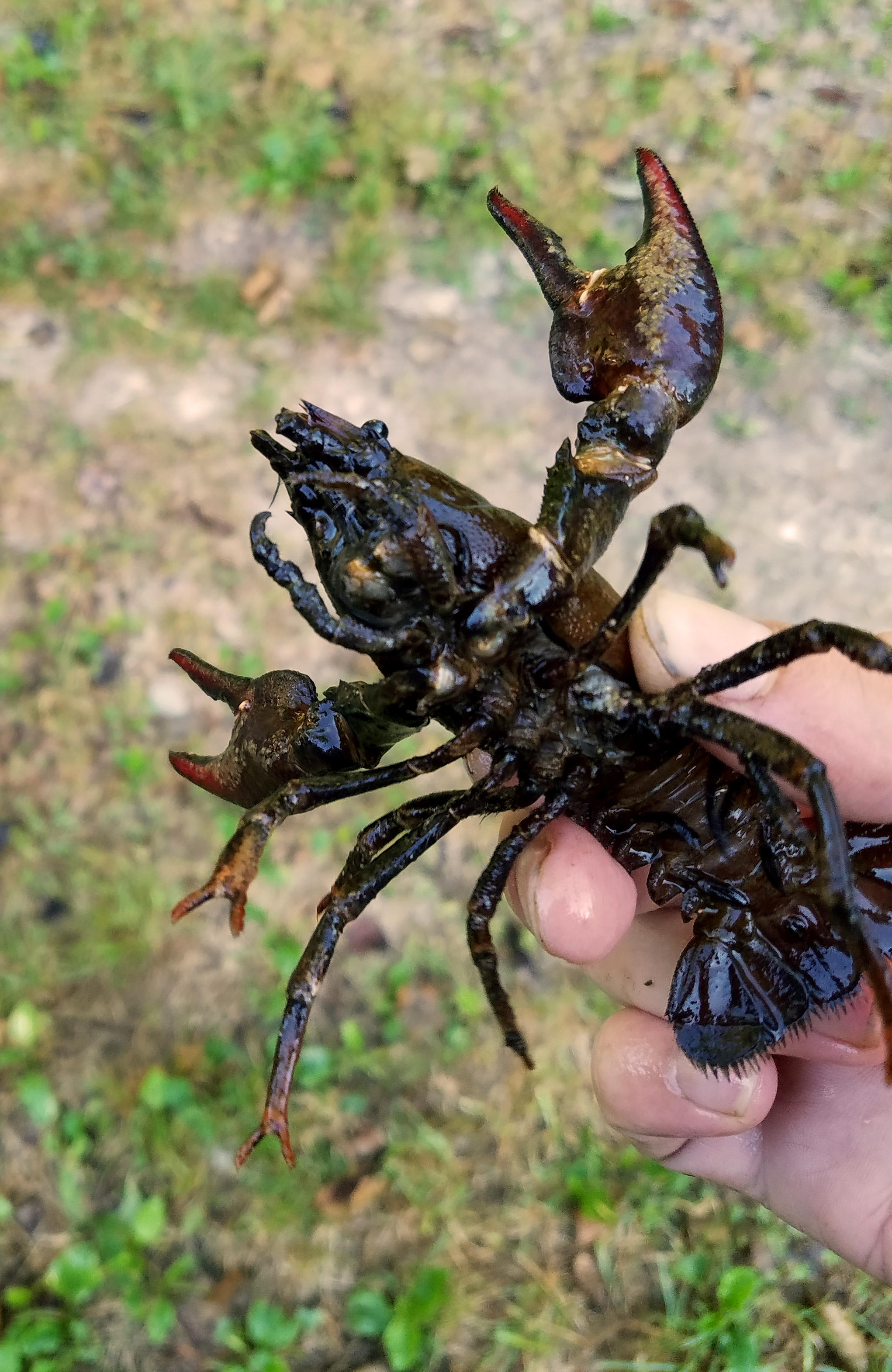 crayfish close.jpg