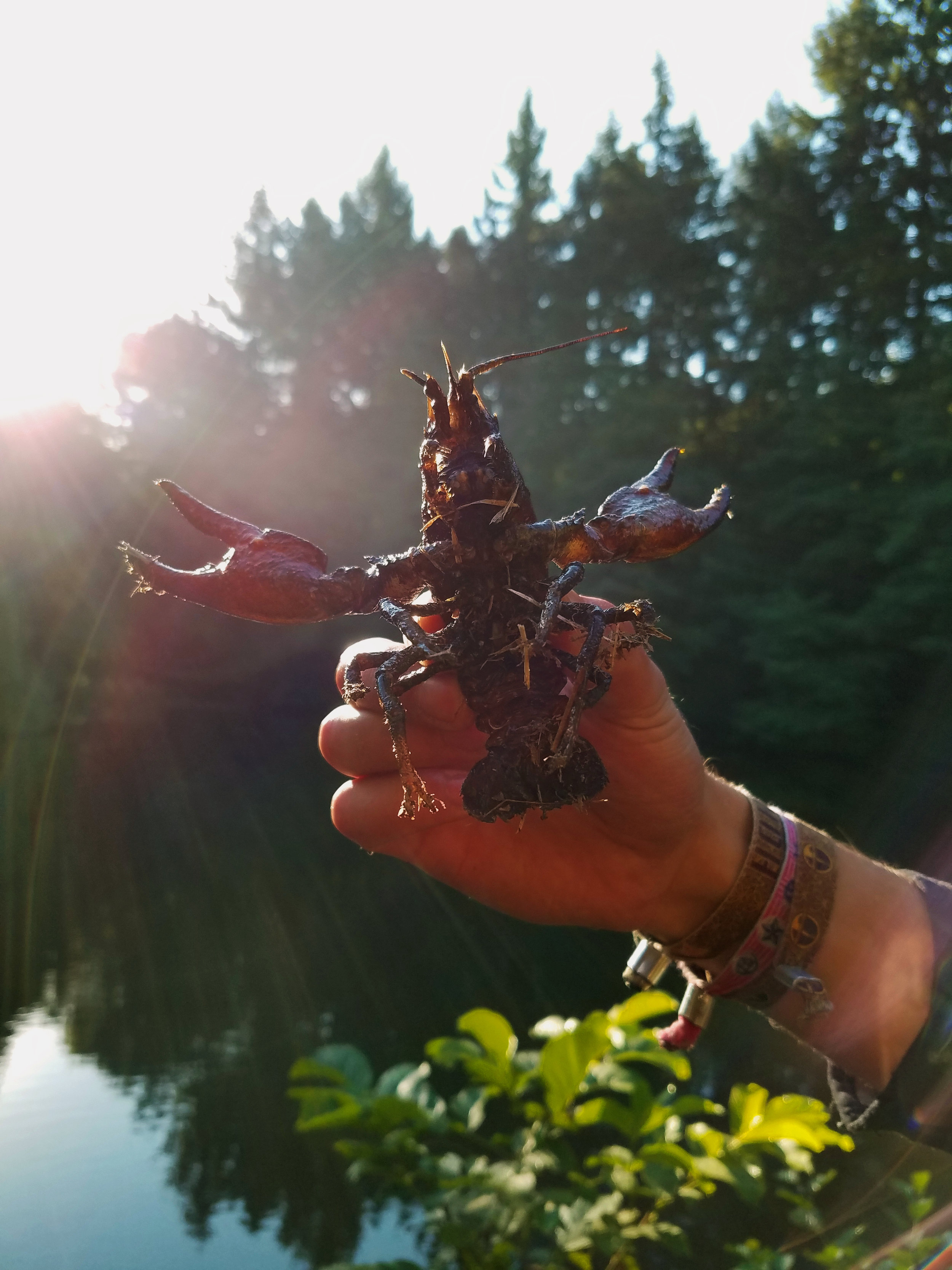 crayfish in sun.jpg