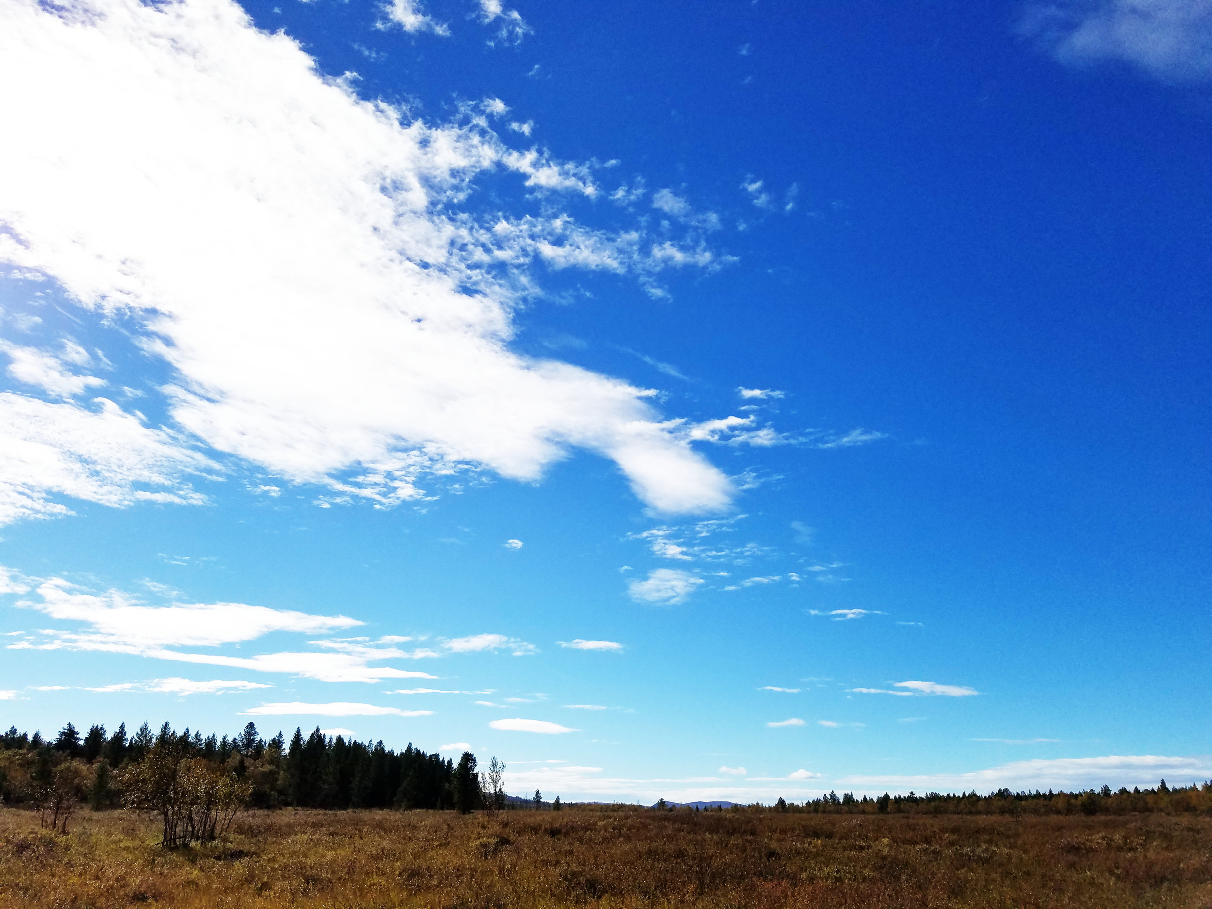 finland open wetland.jpg