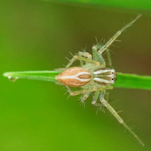 This tiny beast was patiently waiting on a blade of grass for a naive insect to munch on. So much small scale drama can occur in the backyard meadow. It appears to me on iNaturalist to be in the genus Oxyopes in the lynx spider family Oxyopidae.
-
-
