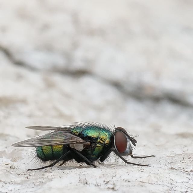 NYC flies are surprisingly pleasant when you get up close to them! This one is a blow fly (family Calliphoridae), likely the common greenbottle (Lucilia sericata). There were a few of these hanging enjoying moments of sun yesterday afternoon along th