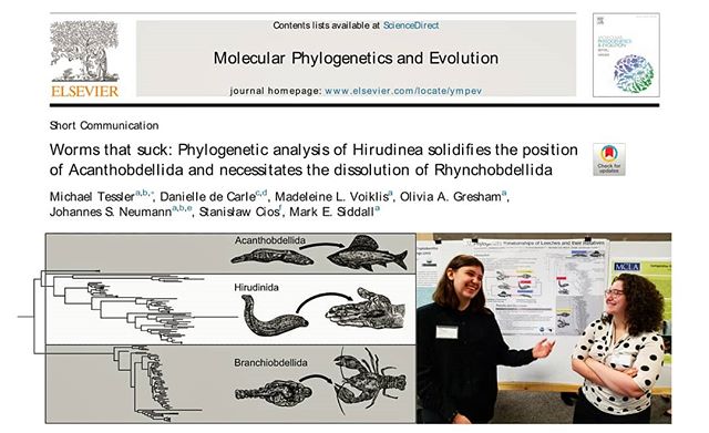 One of my favorite papers I've worked up just came out in MPE. @de_carle and I masterminded this and maybe a bit too much fun with the title. The science was also pretty great: we had success determining relationships between leeches and their closest relatives and redid leech higher classifications. Couldn't have done it without my co-authors, including @leechguy Mark and my two wonderful high school students @oolivia.g and @the_magda_carta . These two did the drawings. You can download the paper for free: https://authors.elsevier.com/a/1X6~43m3nMqWfZ
@srmp4life #srmp #highschool #highschoolresearch #highschoolscience #sciencementor #scientificpaper #scienceiscool #molecularphylogeneticsandevolution #scientificillustration #leech #acanthobdella #branchiobdellidans #naturenerd