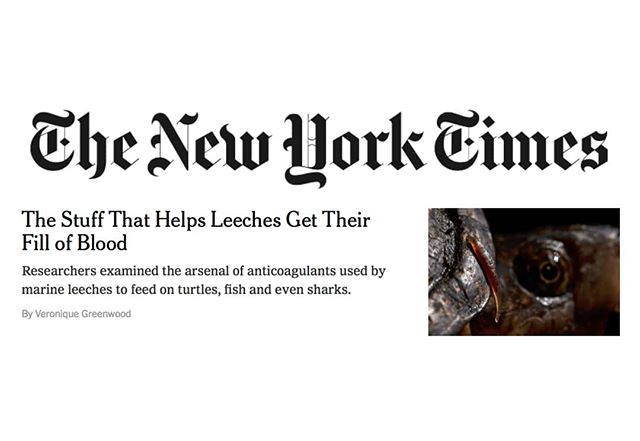 Thanks NY Times for covering my work with @leechguy @sebastian.kvist and others on anticoagulants in marine leeches! Some of these worms feed on sharks! The Stuff That Helps Leeches Get Their Fill of Blood https://nyti.ms/2Lw0oCU 
#sciencetimes #nyti