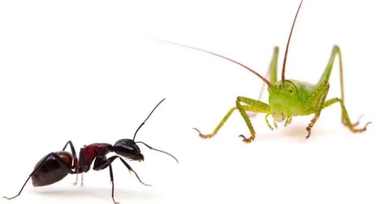 Are you an ant or a grasshopper?