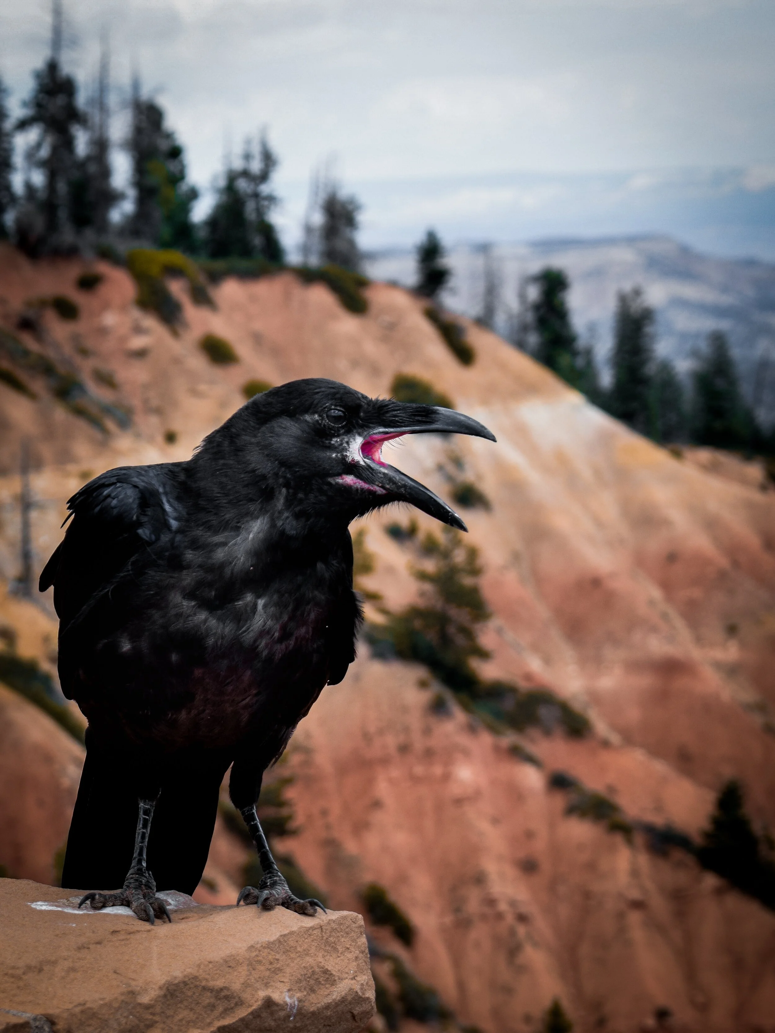 The Crow and The Pitcher, Or How To Build Your Professional Network Every Day