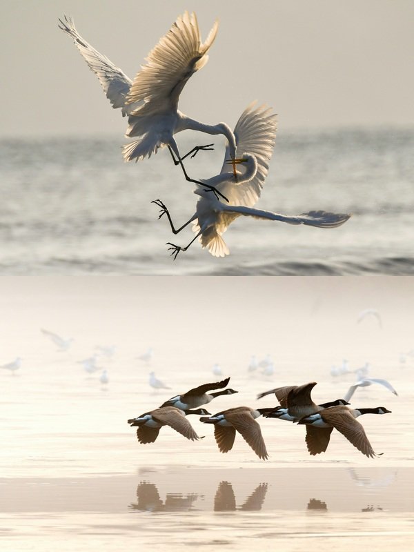 Two birds appear to fight before taking flight, symbolizing relationship conflict and rupture, and the process of repair, reconciliation, and moving forward together. Counseling and therapy can help people repair and restore.