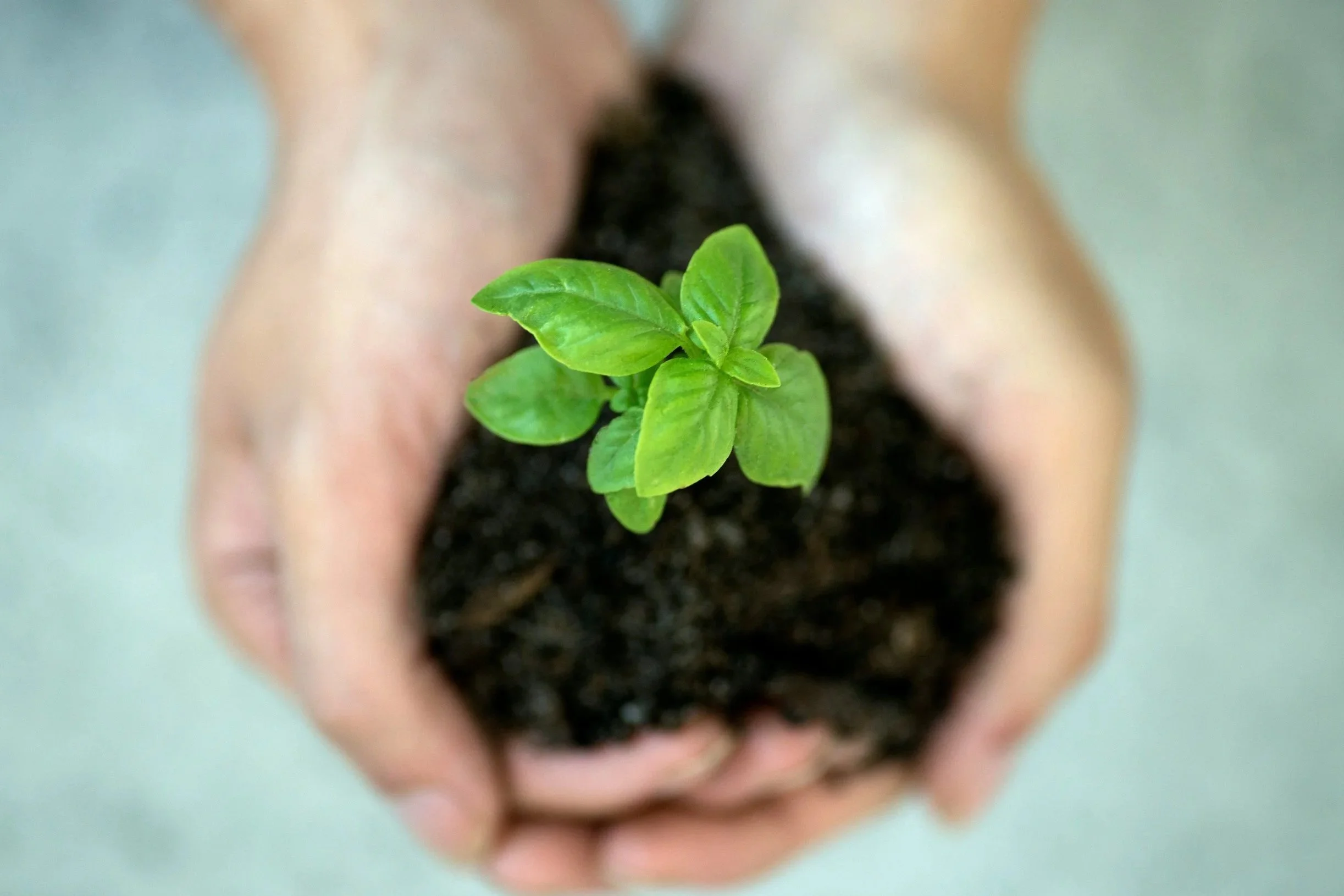 Nurturing protecting a relationship or marriage.jpg