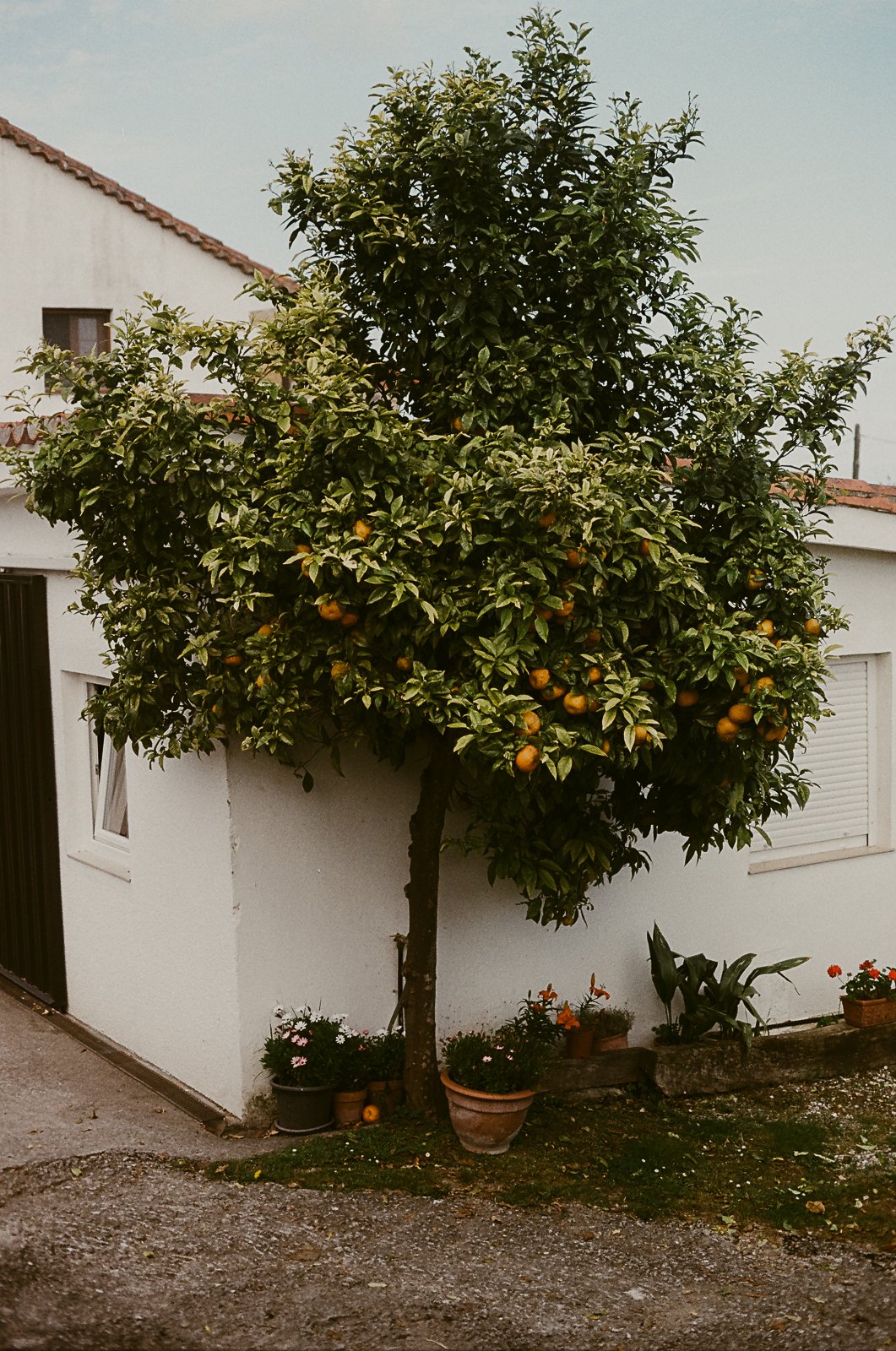 Camino-6.jpg