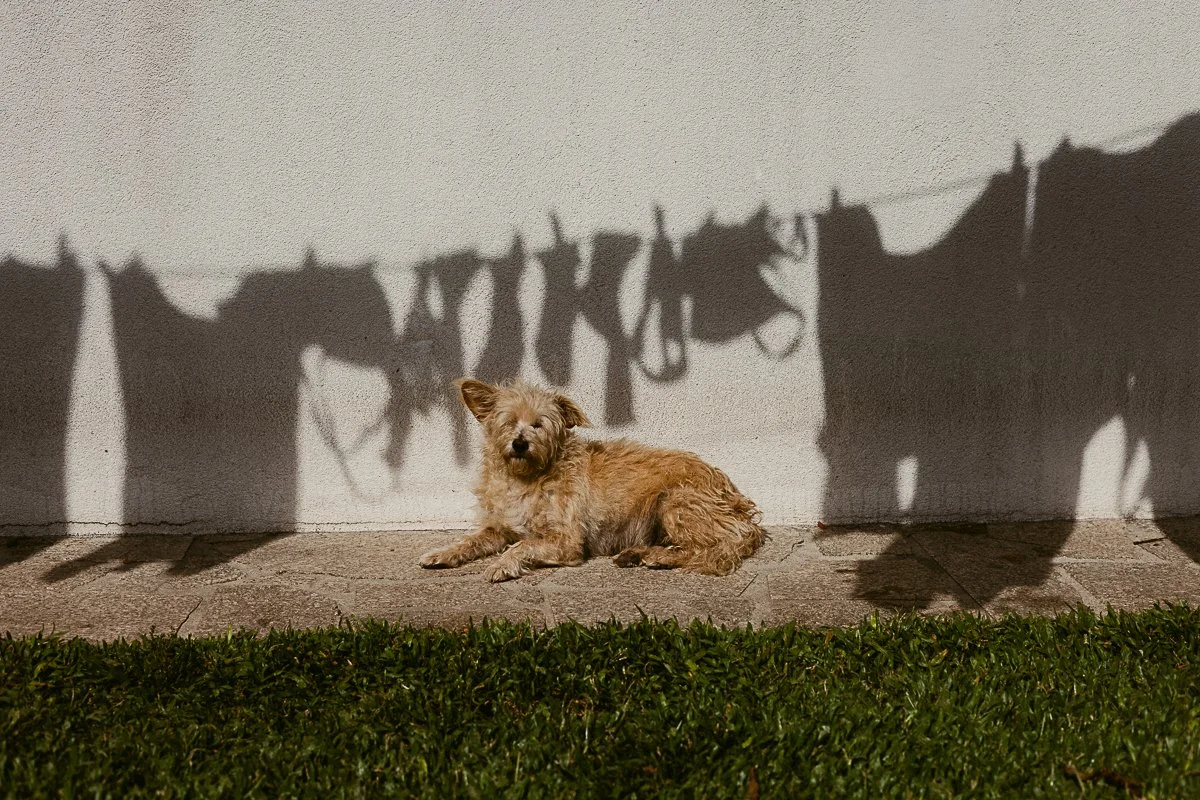 Camino-5.jpg