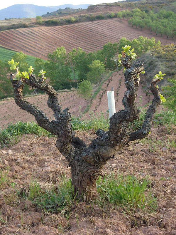 Viñedos de las Bodegas Juan Carlos Sancha en La Rioja
