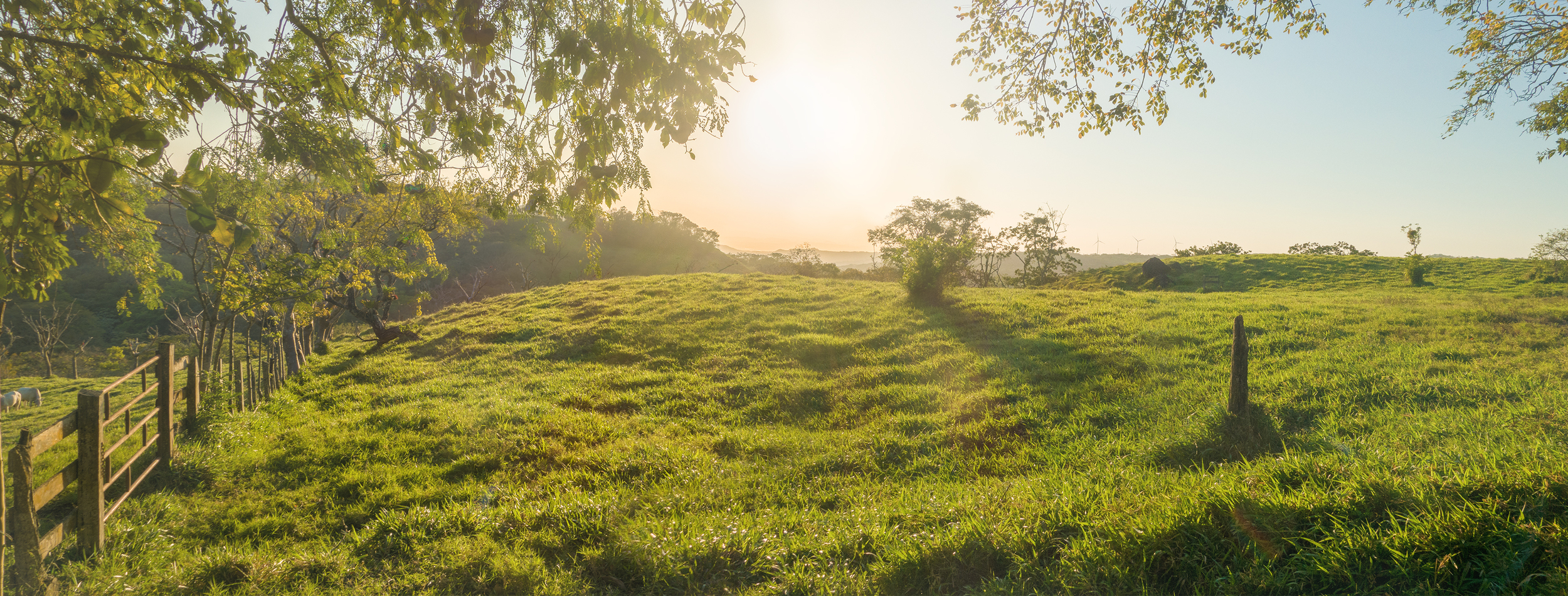 field_01.jpg