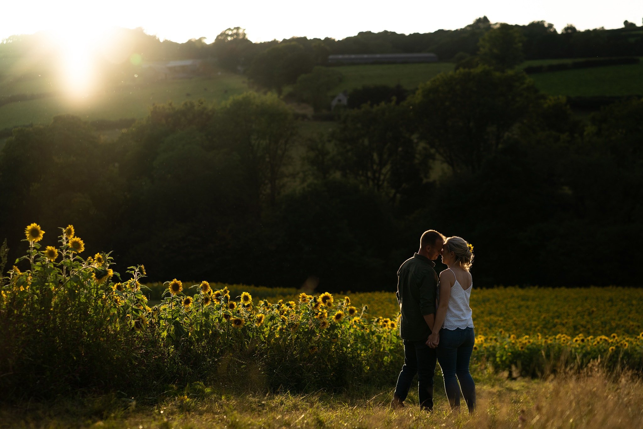 Sunset showering couple with golden light in filed of sunflowers