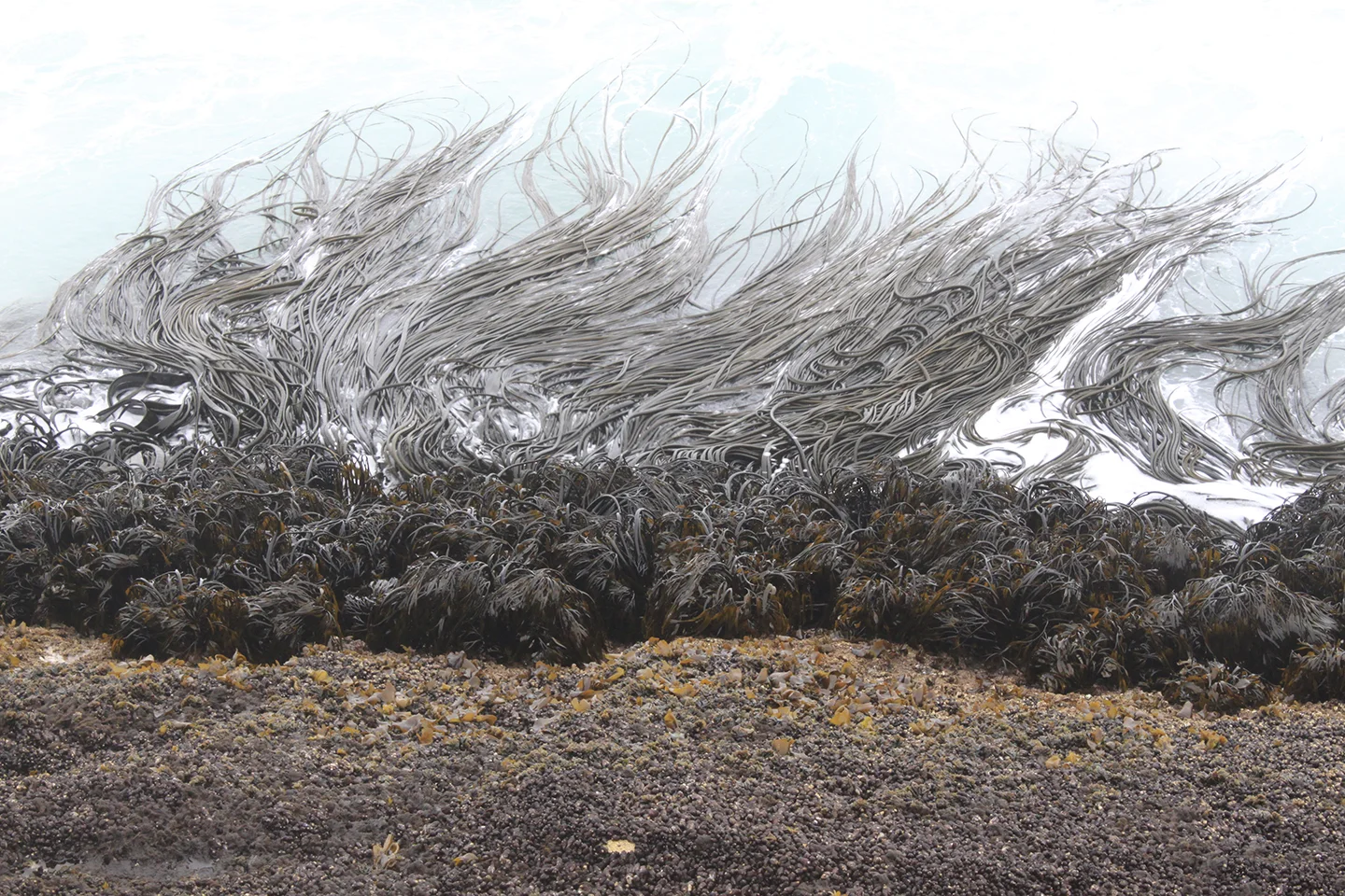 2KelpShore_120.jpg