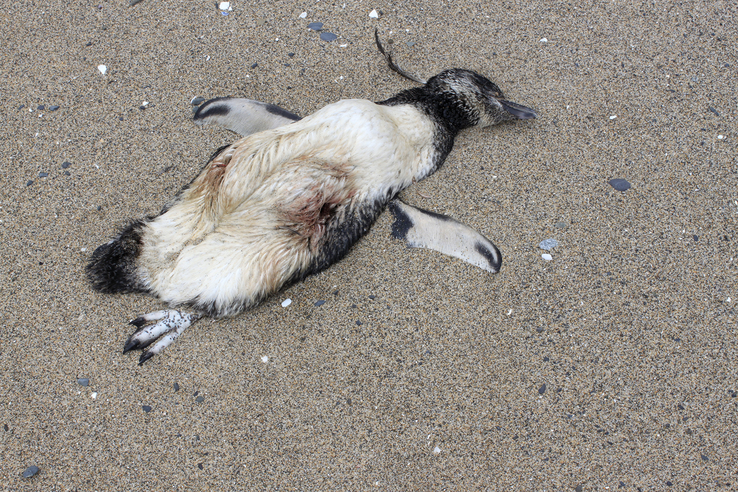 7Penguin_120.jpg