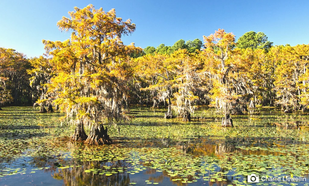 Caddo_Lake__Jeremy_Pawlowski_fa1bf8b3-9b40-4a93-9c46-5a13b6c377e1_1024x1024.jpg
