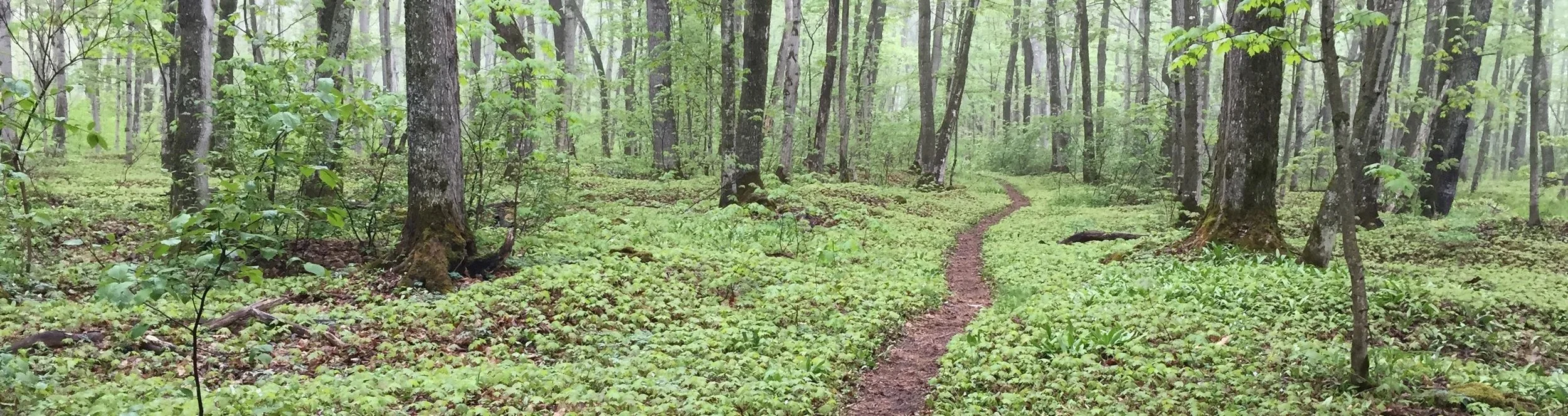 -NPS
