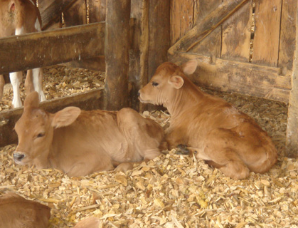 ANimal Bedding livestock.png