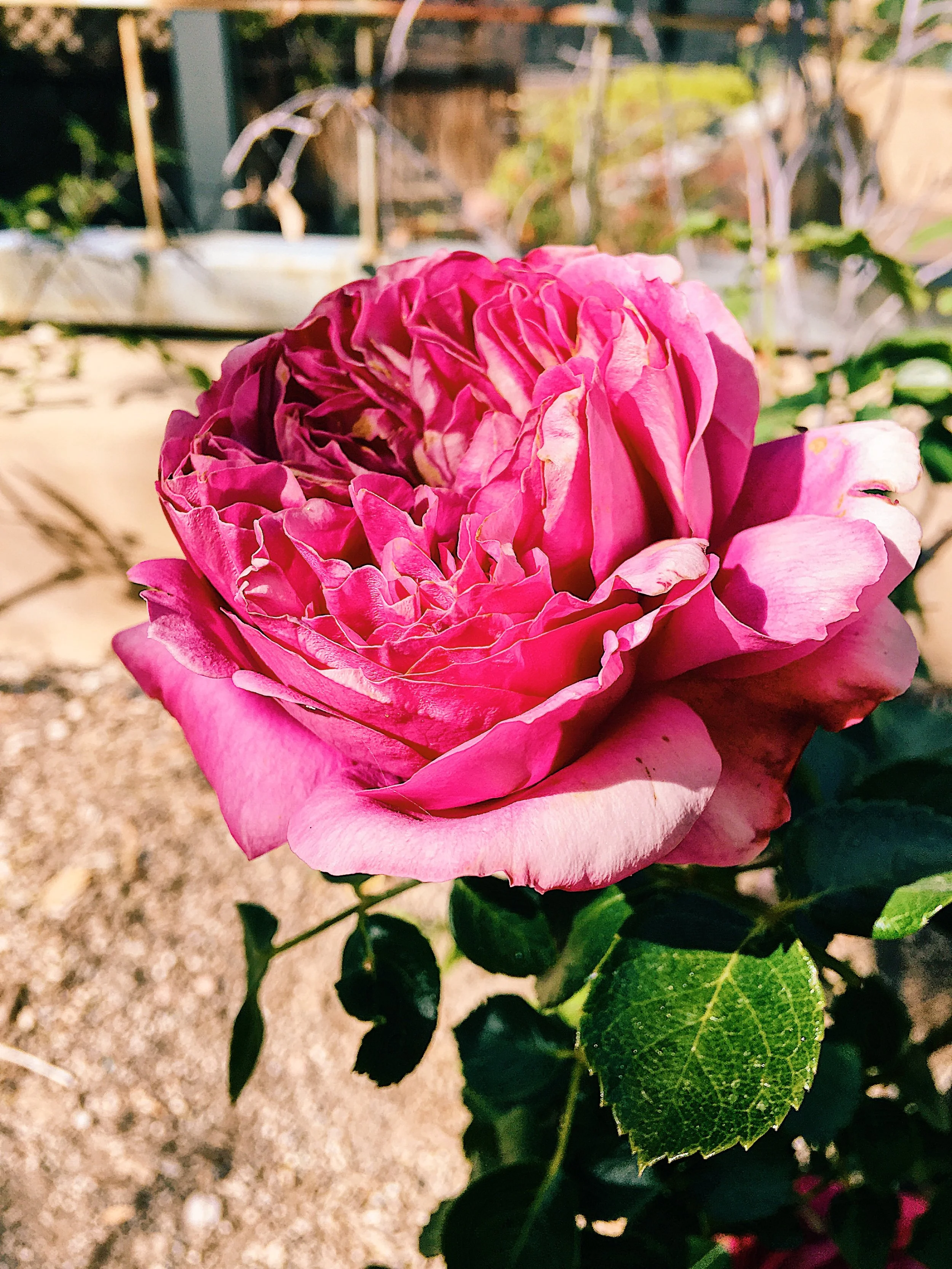 nature_flower2.jpg