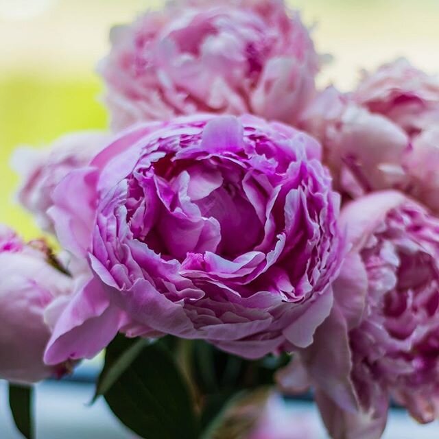 Peonies are perfection.