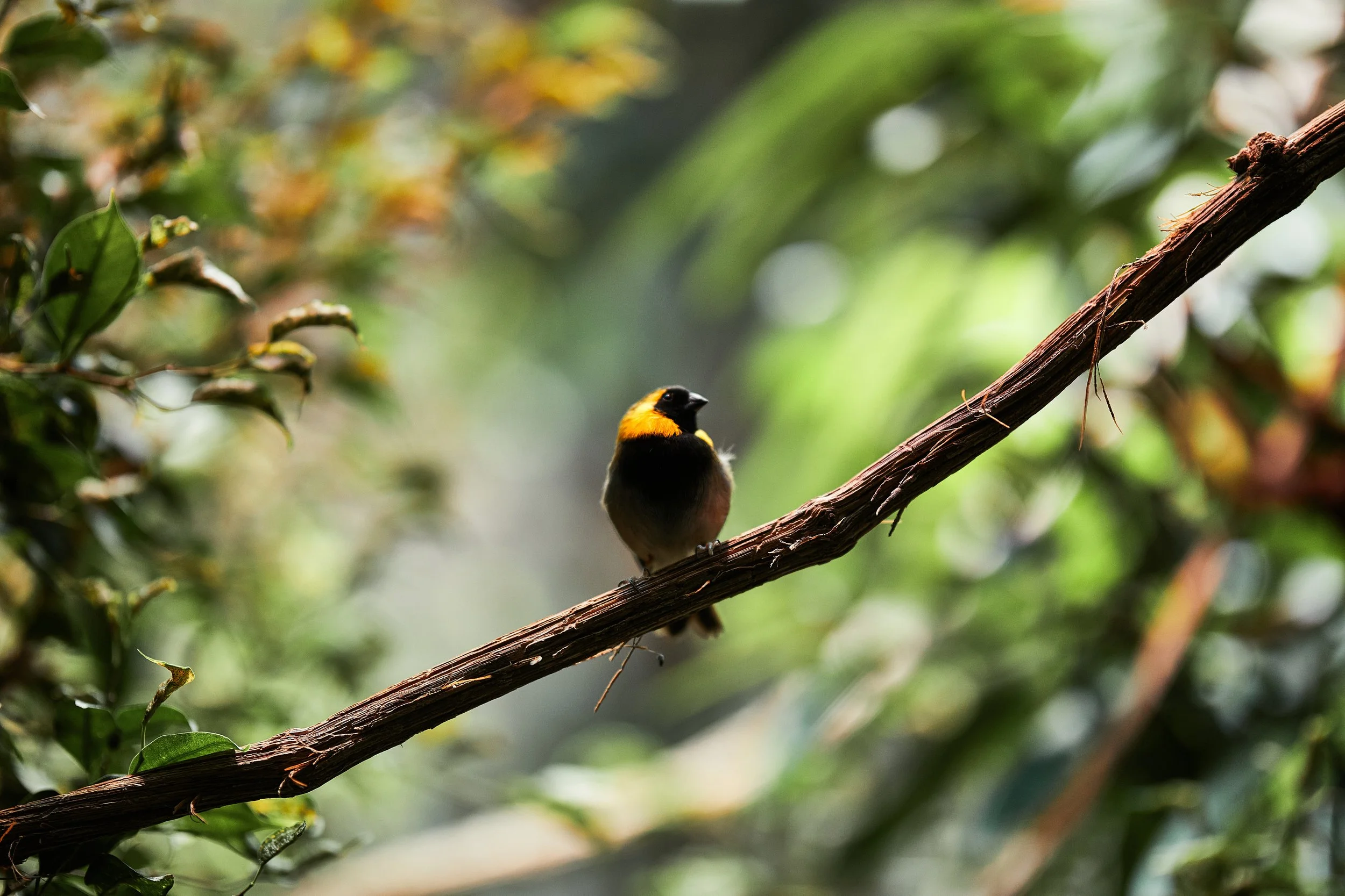 Bird in the Zurich Zoo