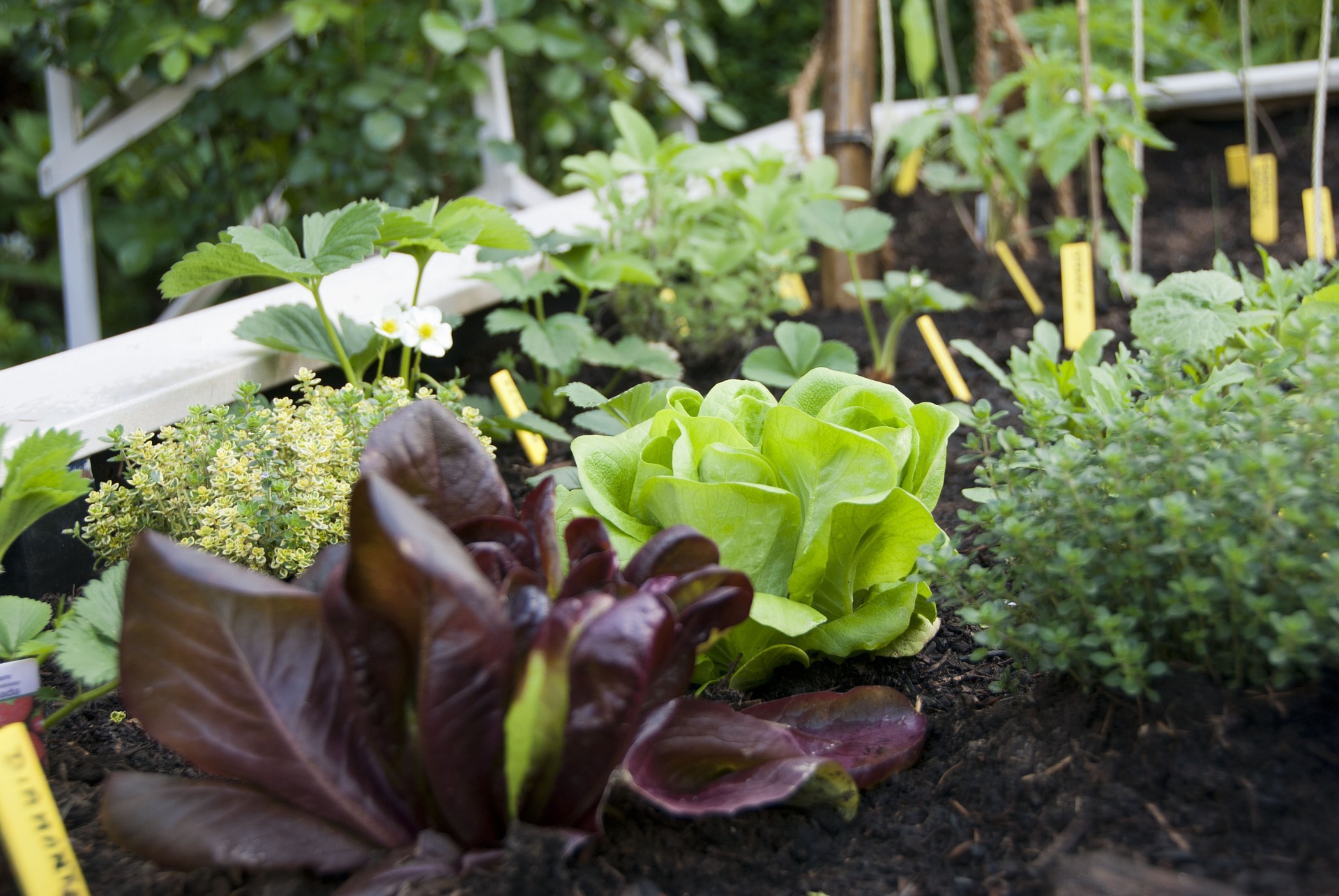 lettuce-672930_1920.jpg