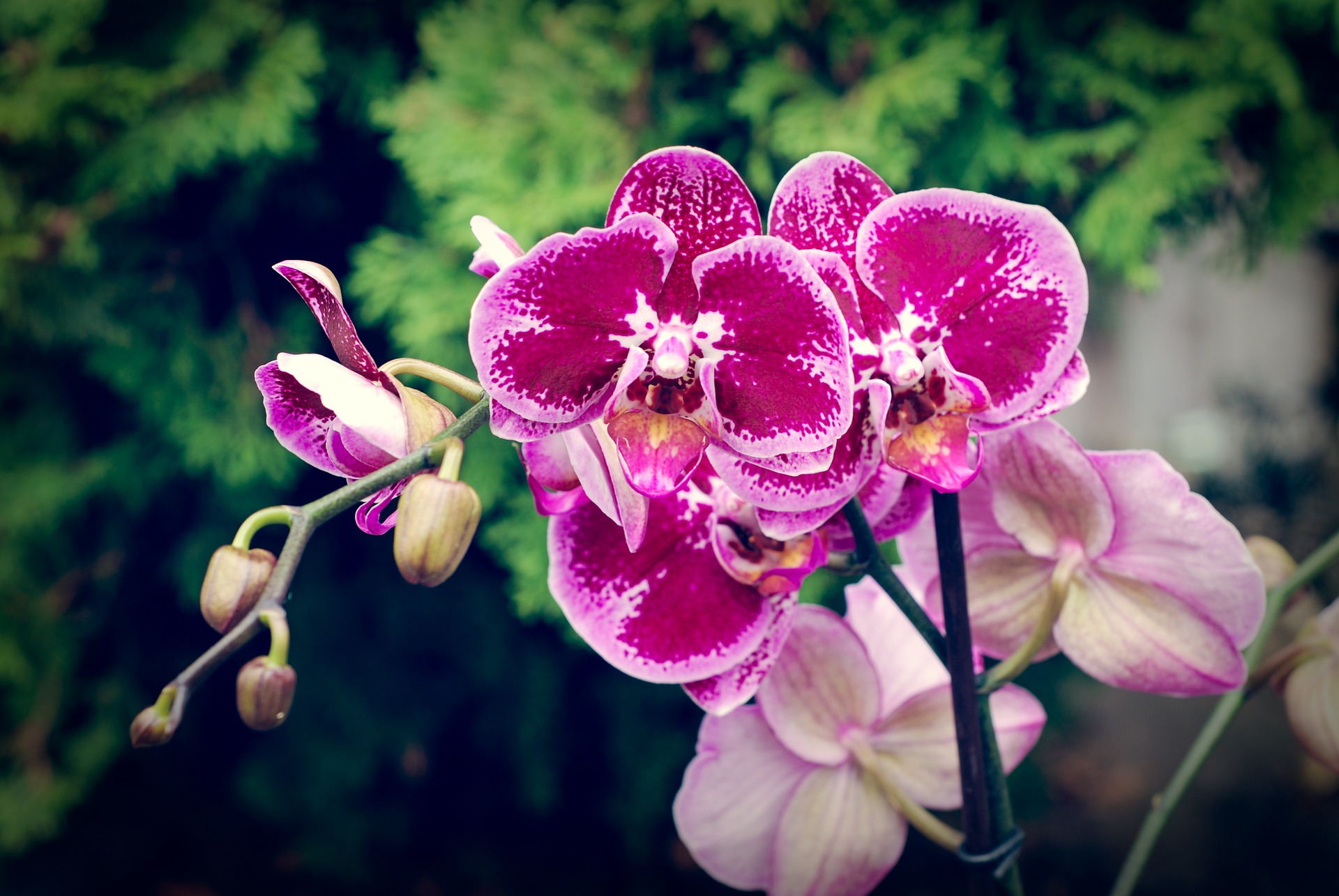 orchid-630969_1920.jpg