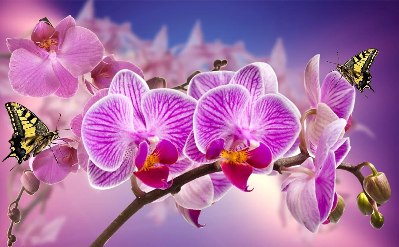 orchids-866594_1280.jpg