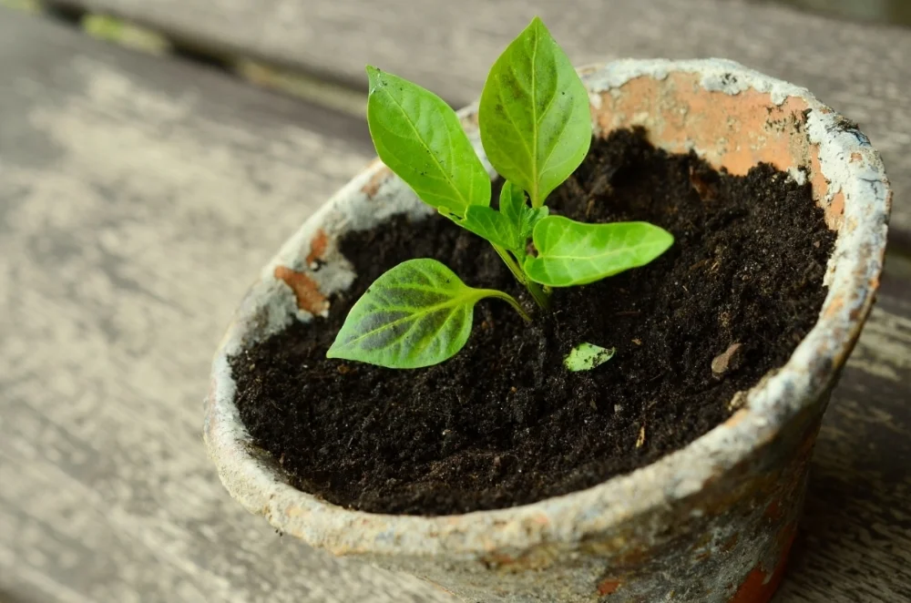 plant-786689_1920.jpg