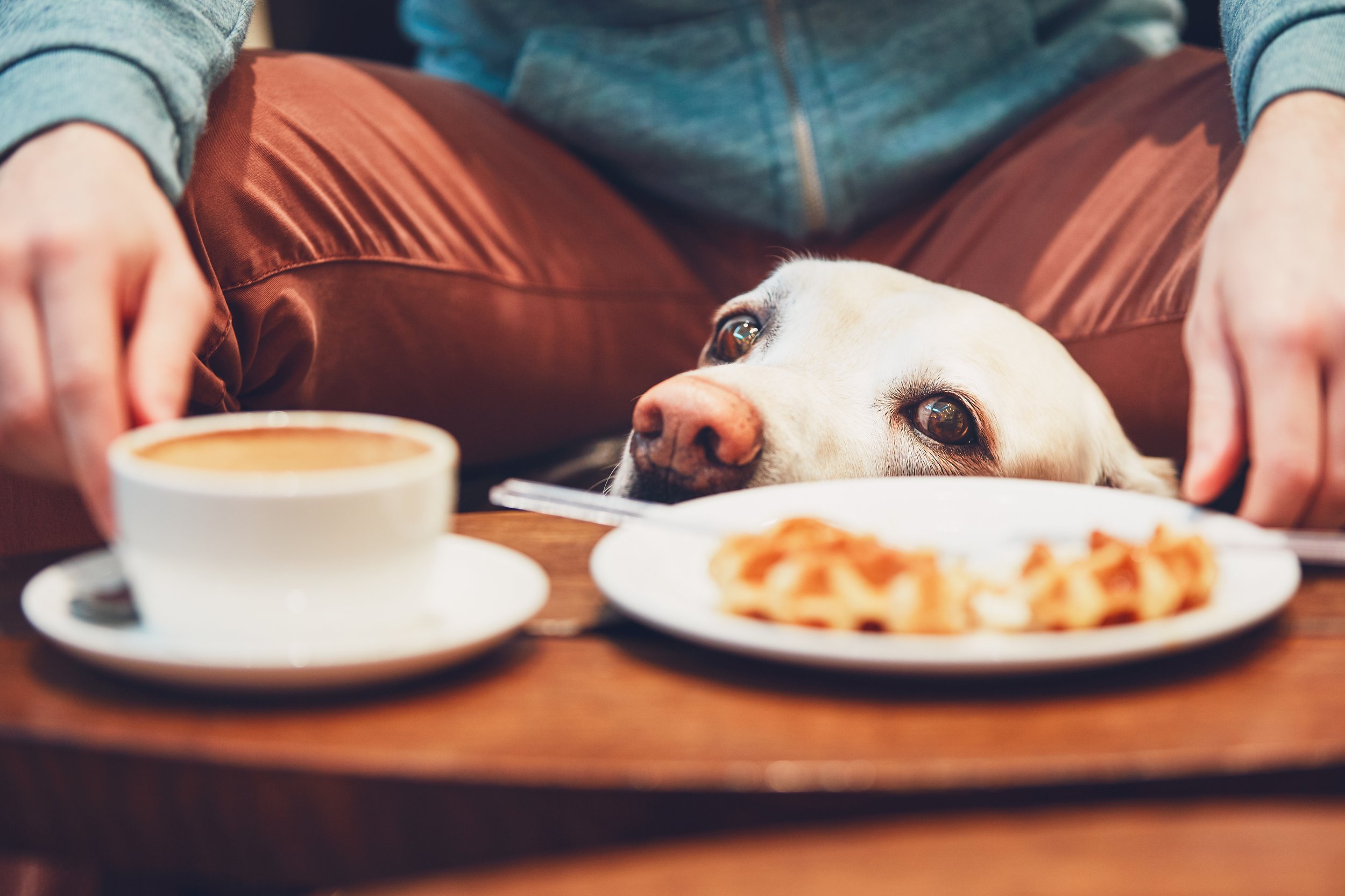 curious-dog-in-the-cafe-PT2BLZC.jpg