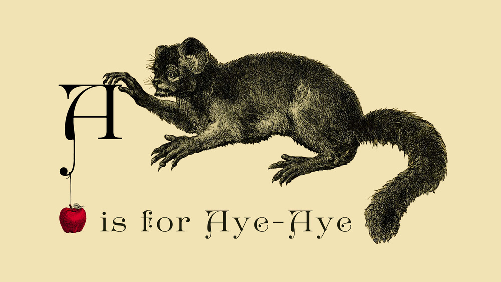 A Is For Aye Aye An Abecedarian Adventure