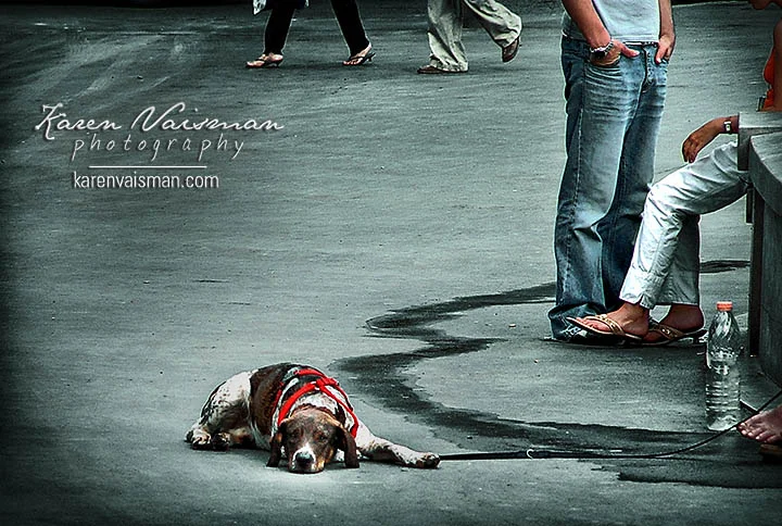 Storytelling Pet Portraits - Karen Vaisman Photography - (818) 991-7787 - Moopark