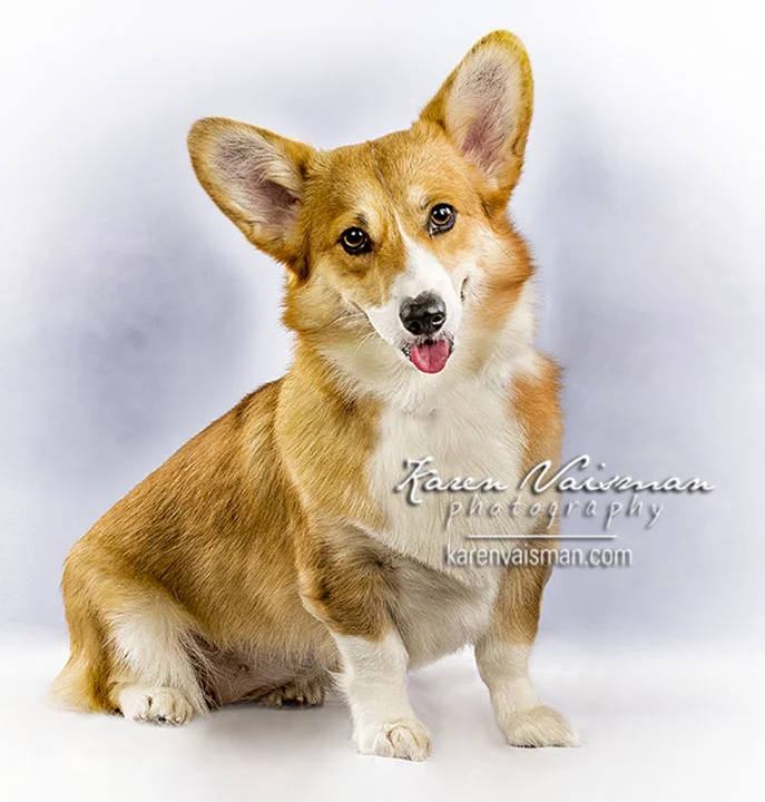 Loving Pet Portraits! (818) 991-7787 - Karen Vaisman Photography - #Camarillo #Moorpark #Thousand Oaks #WoodlandHills #WestlakeVillage