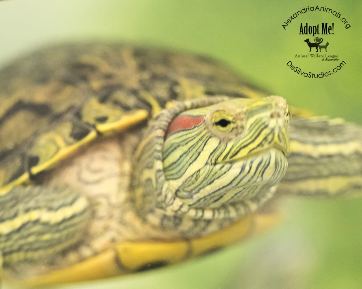 3_15_2016_turtle_Spunky_2_web.jpg
