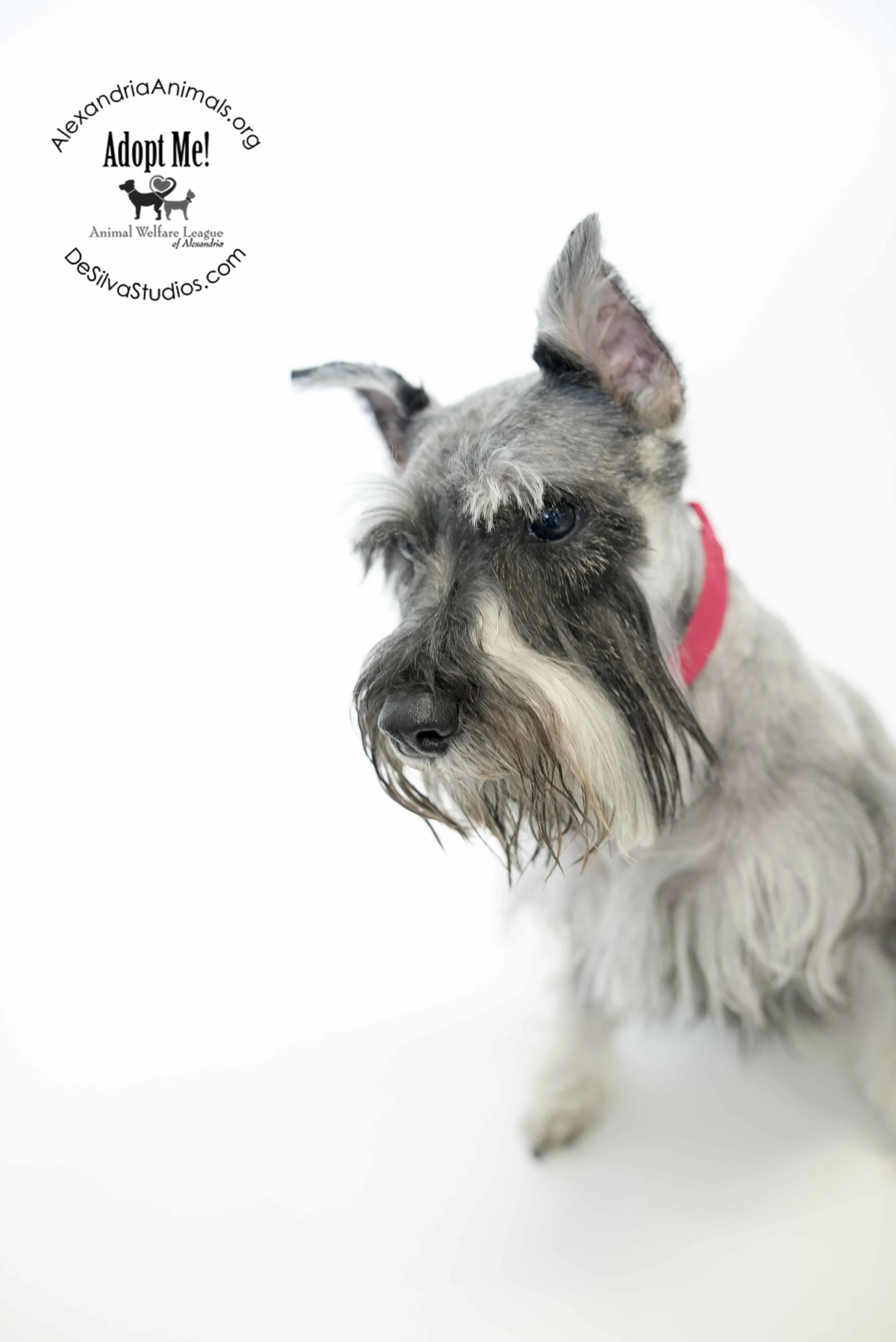 4-26-2016-Dog-Leonidous.jpg