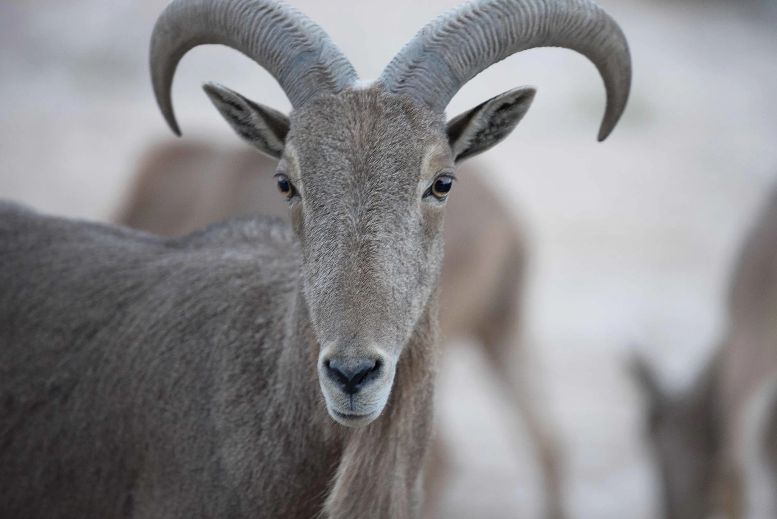 Barbary_Sheep_01.jpg