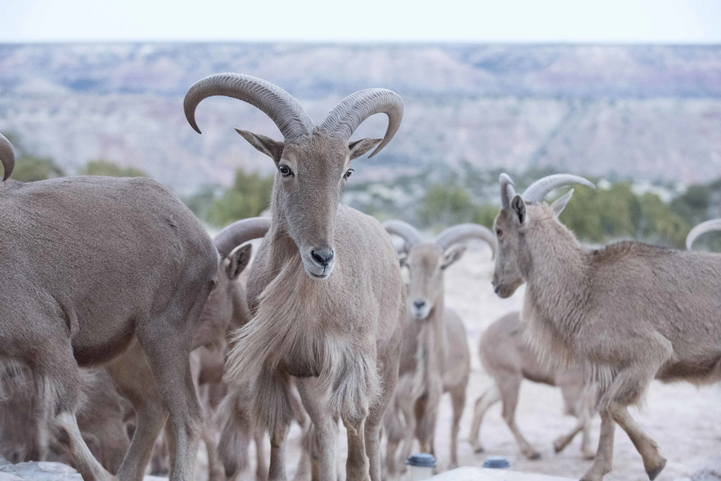 Barbary_Sheep_03.jpg