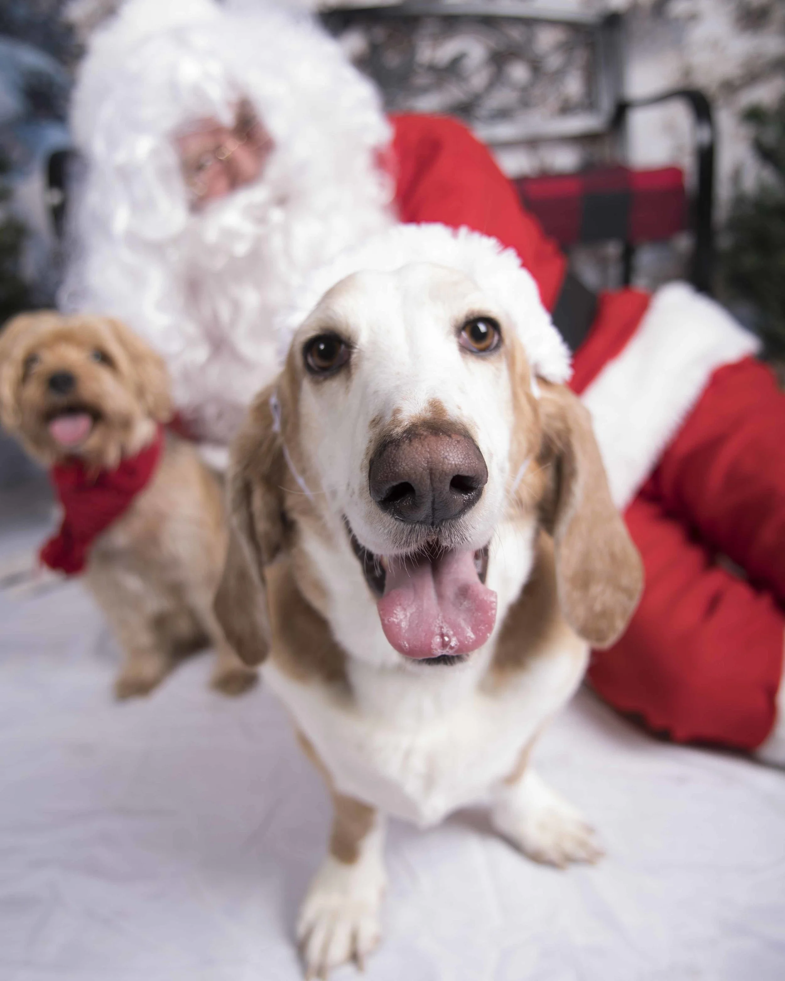 Pet_Santa_12_10_2017_02.jpg