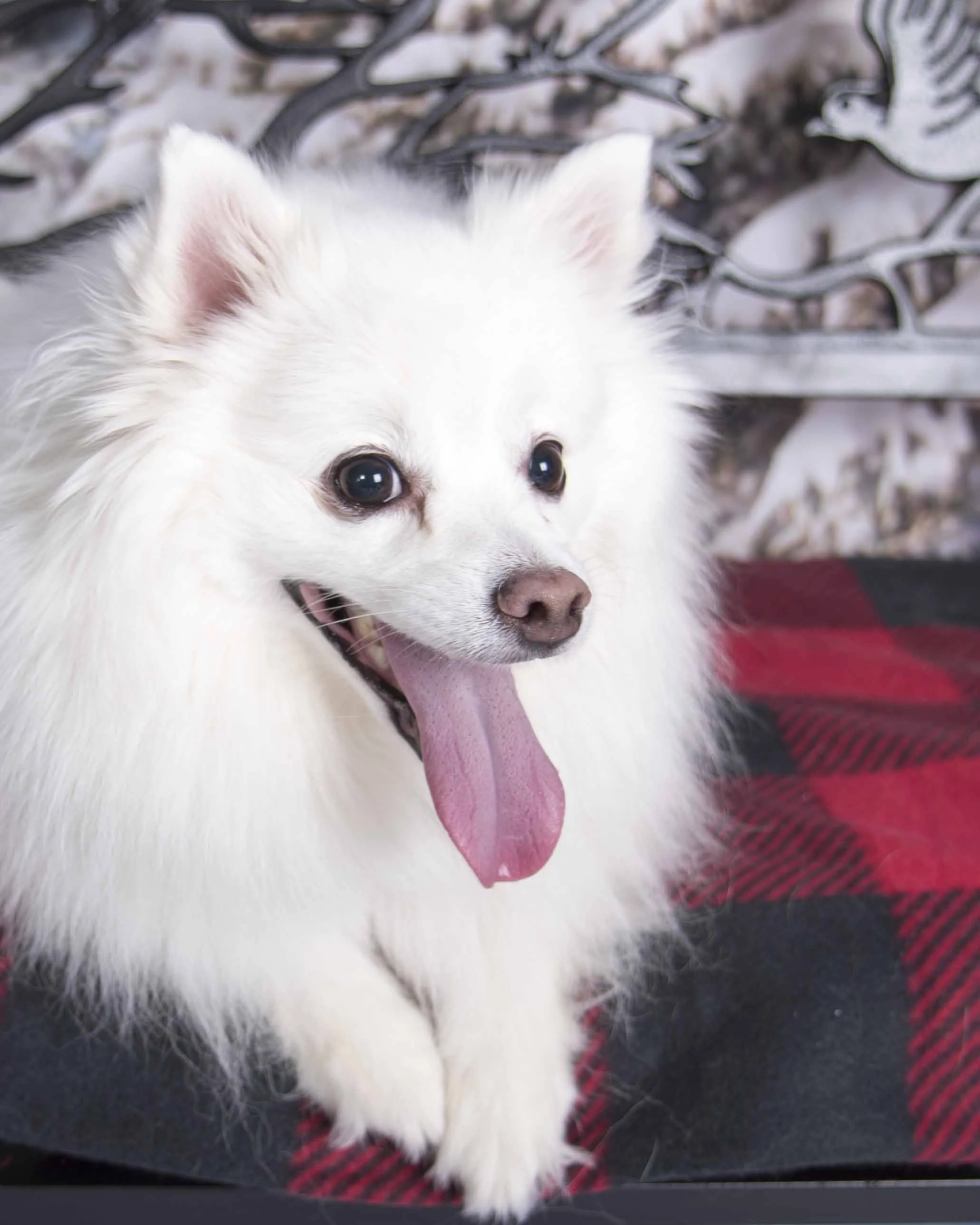 Pet_Santa_12_10_2017_03.jpg