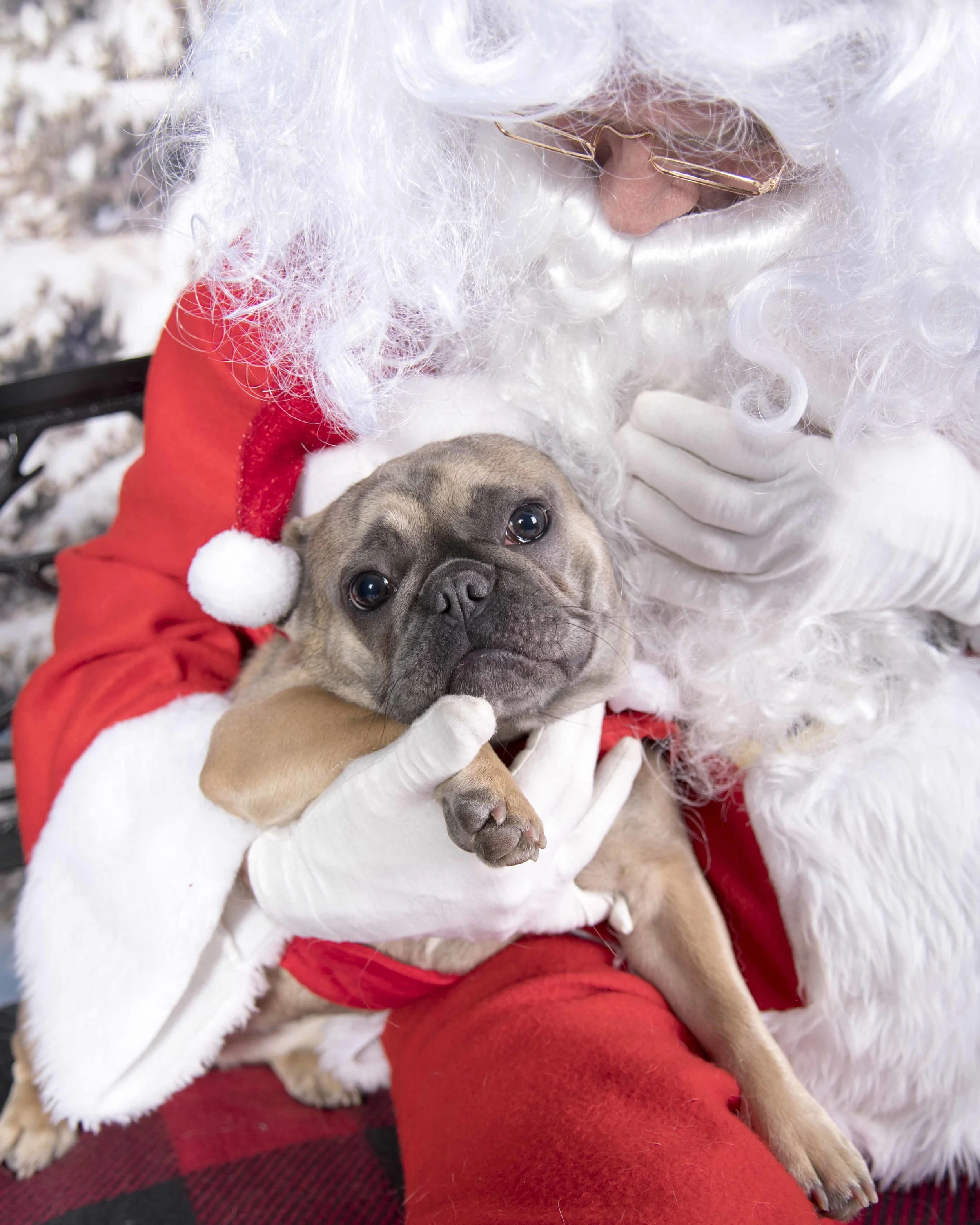 Pet_Santa_12_10_2017_06.jpg