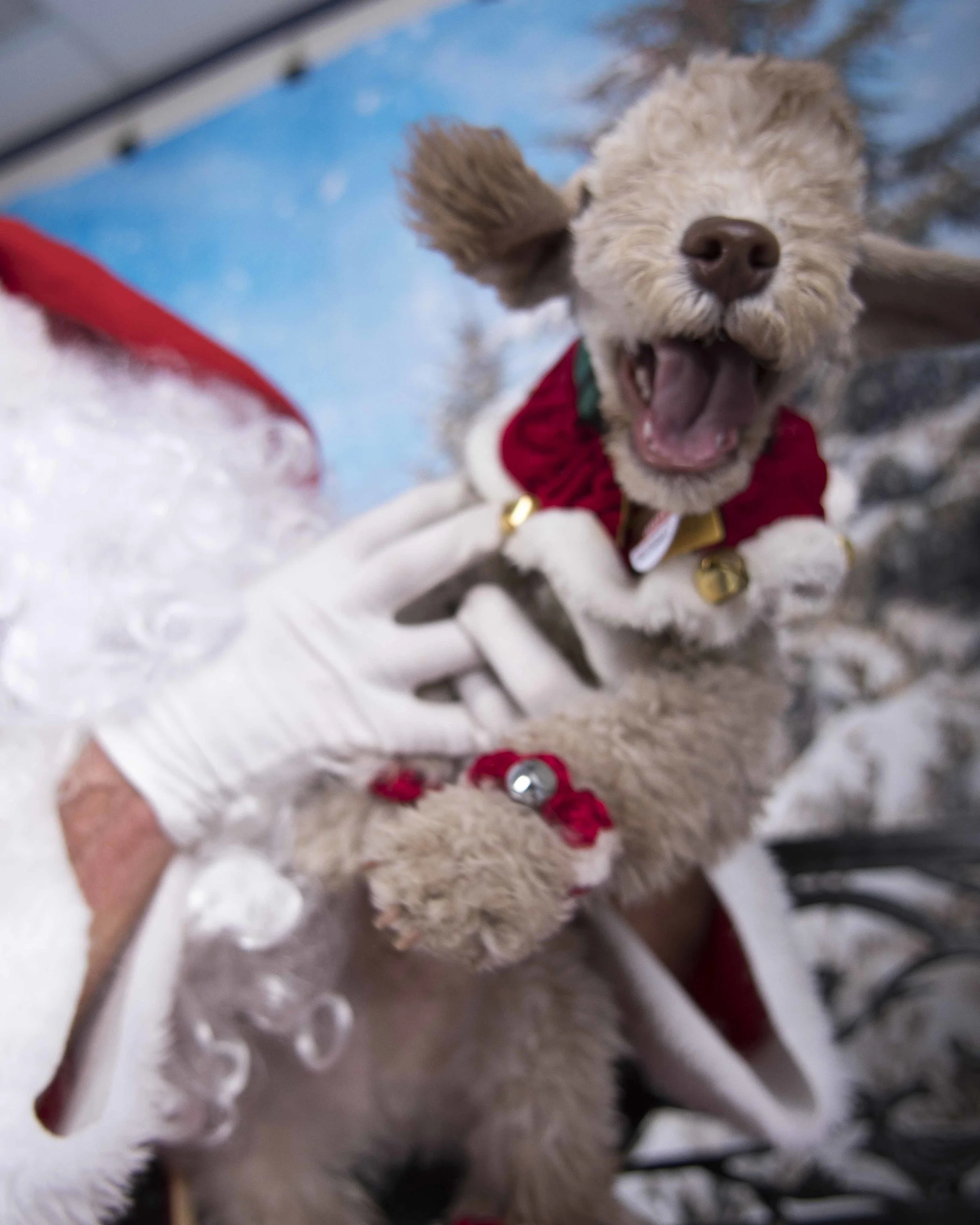 Pet_Santa_12_10_2017_07.jpg