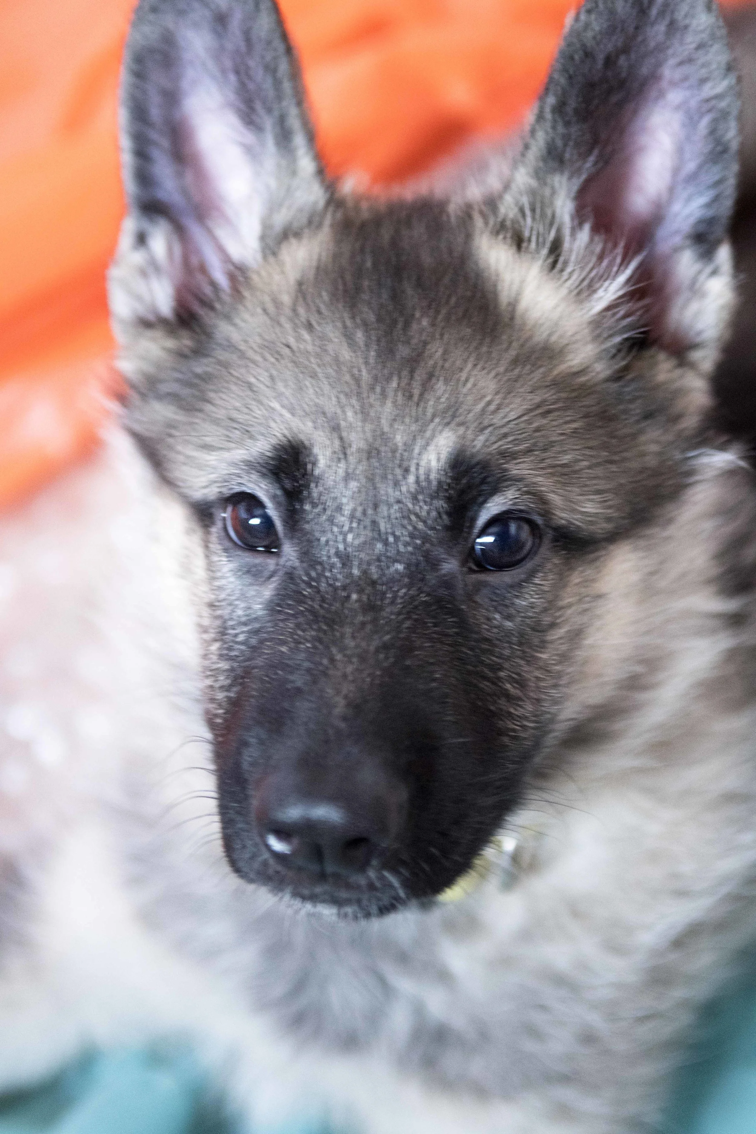 Woofs_Yellow_Collar_Puppy_01032018_03_AD.jpg