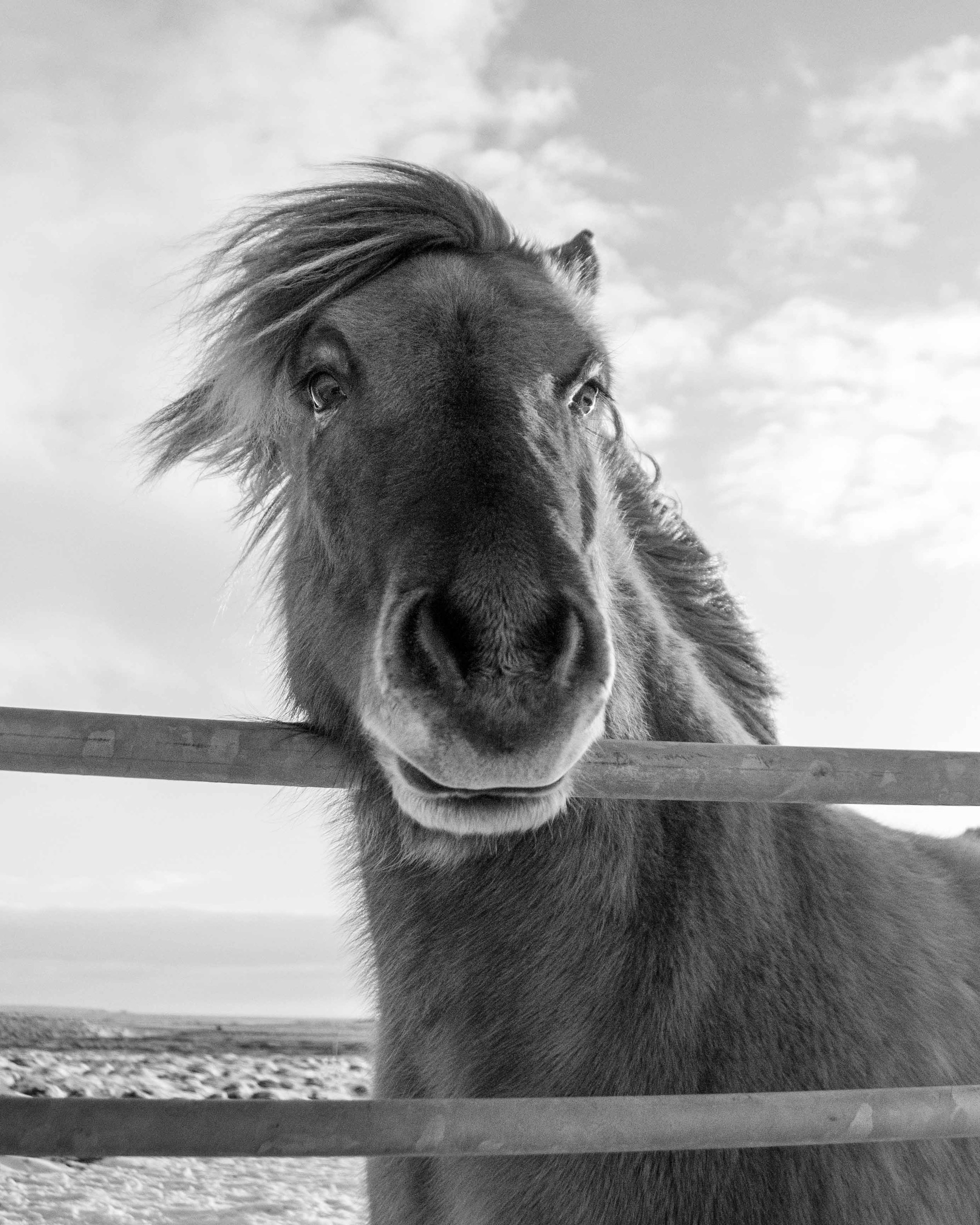 Iceland_Horses_11232017_04.jpg