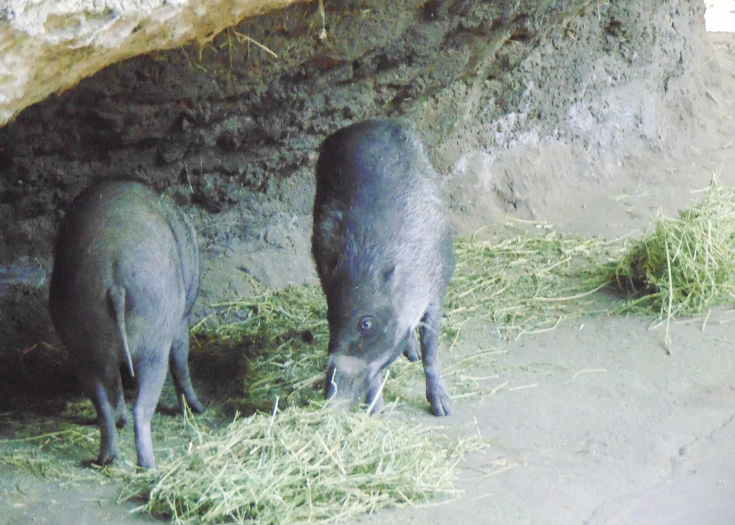 alex_seatle_zoo_07162018_02.jpg