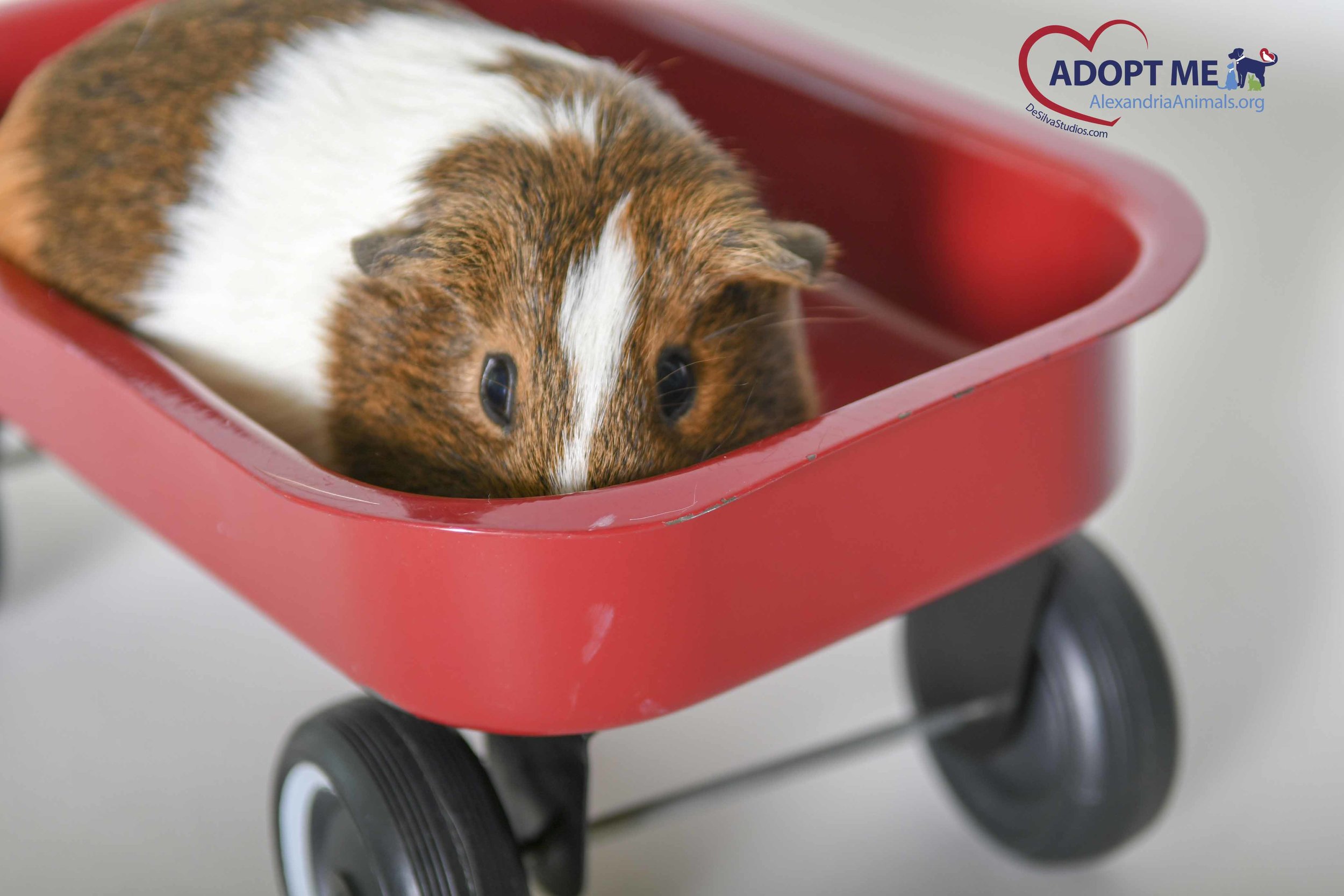 Guinea Pig in a Red Wagon