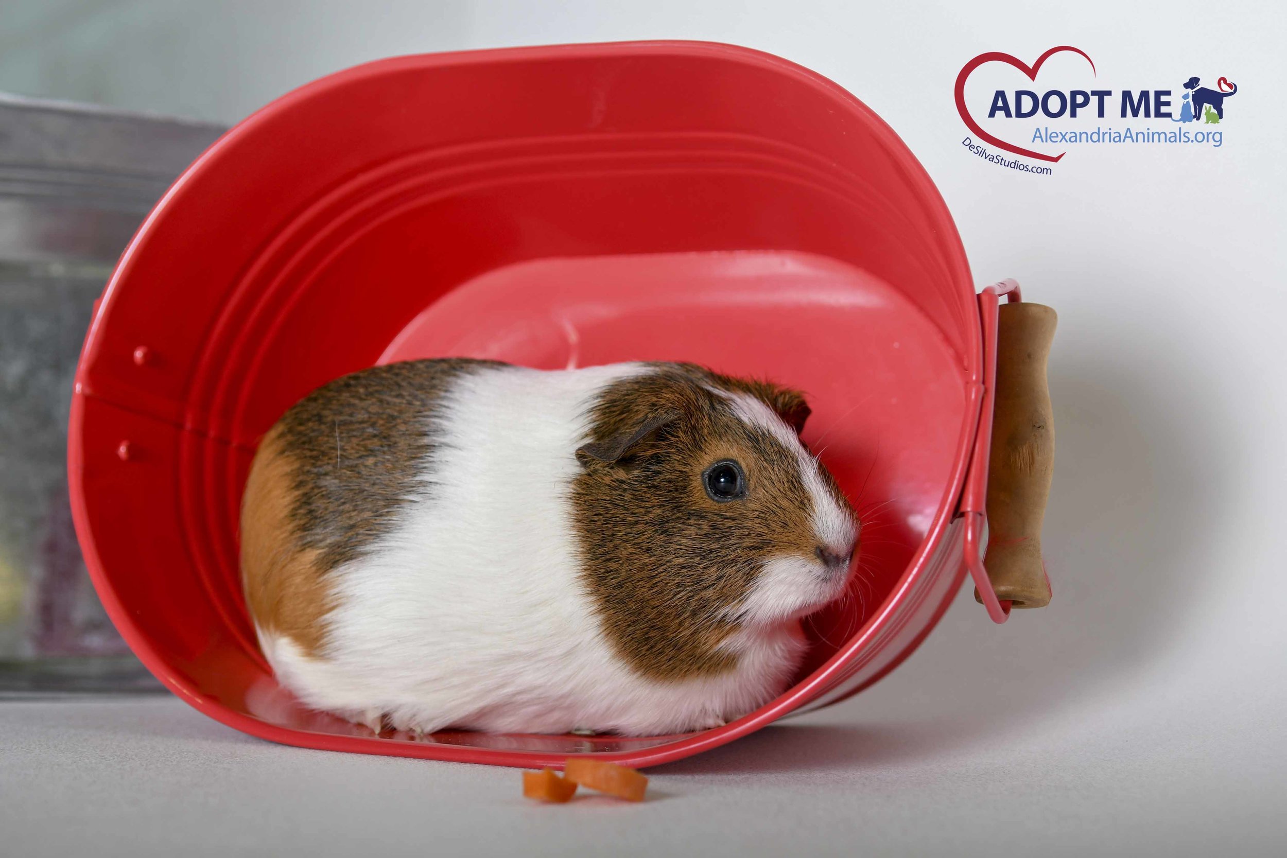 Smalls_GuineaPig_AWAL_11282018_02_AD.jpg