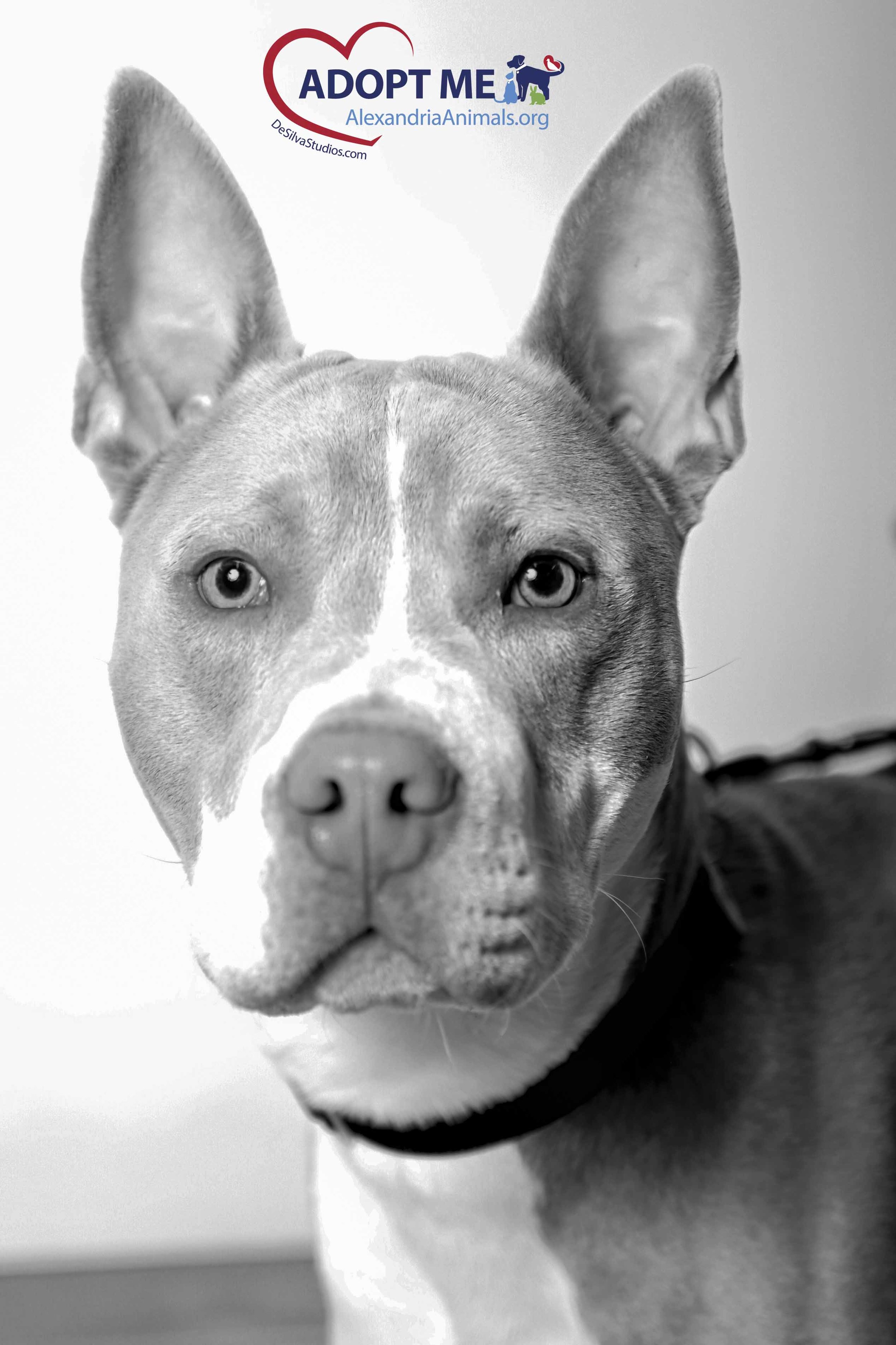 A Dog Named Kane  |  Alexandria Pet Photographer