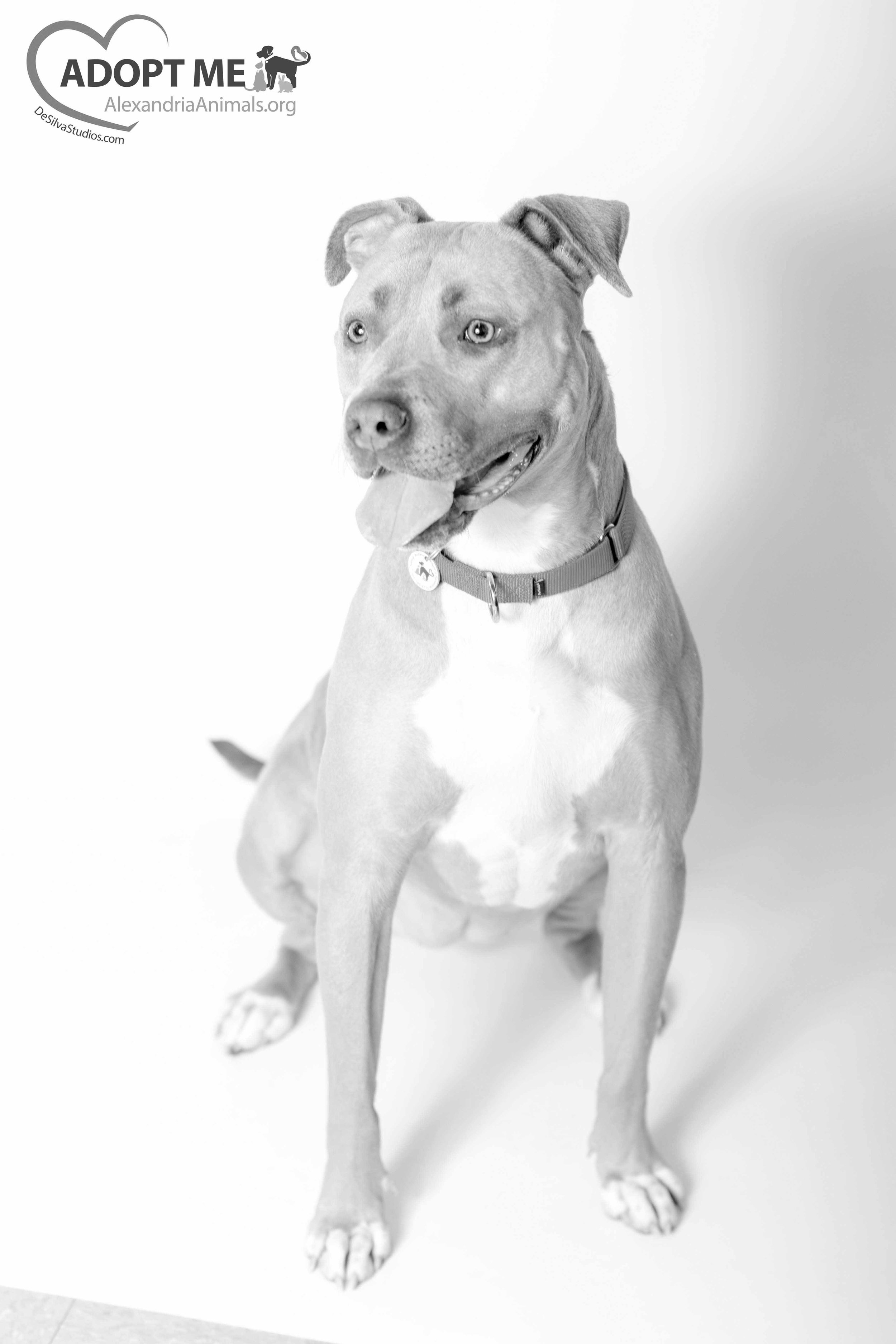 Peanut butter loving dog