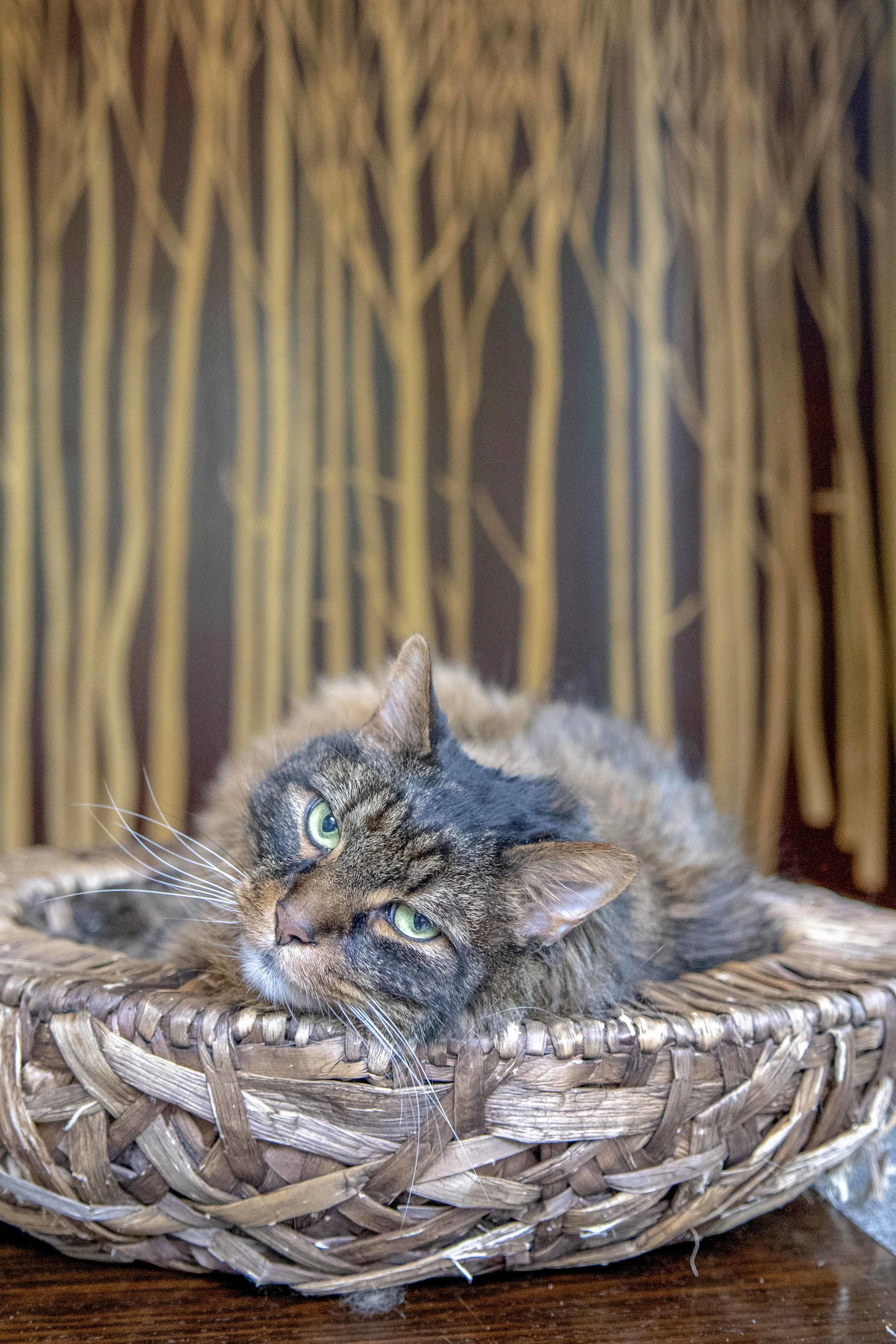 Alexandria_Photographer_Cat_07142019-02.jpg